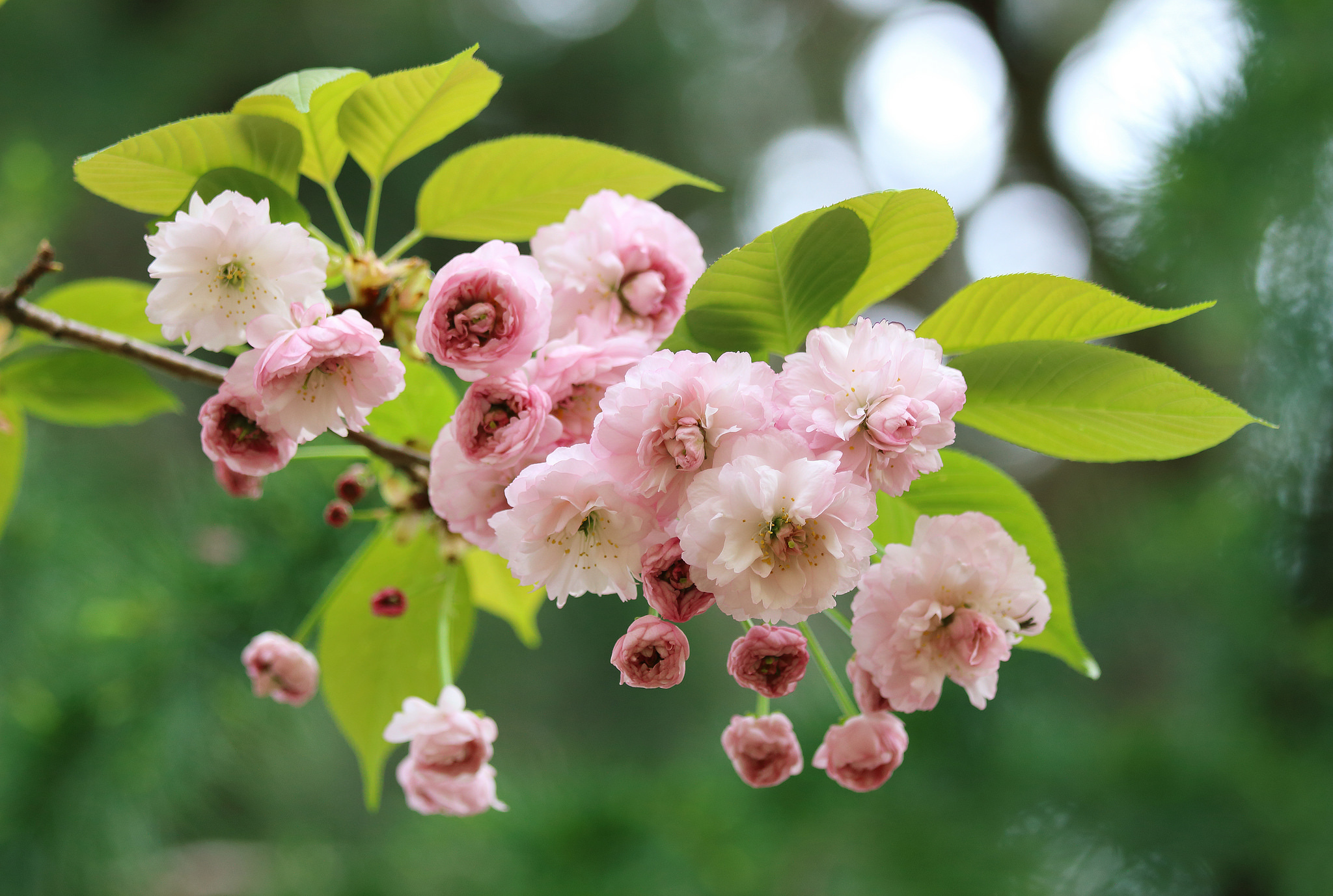 Сакура яблоня вишня