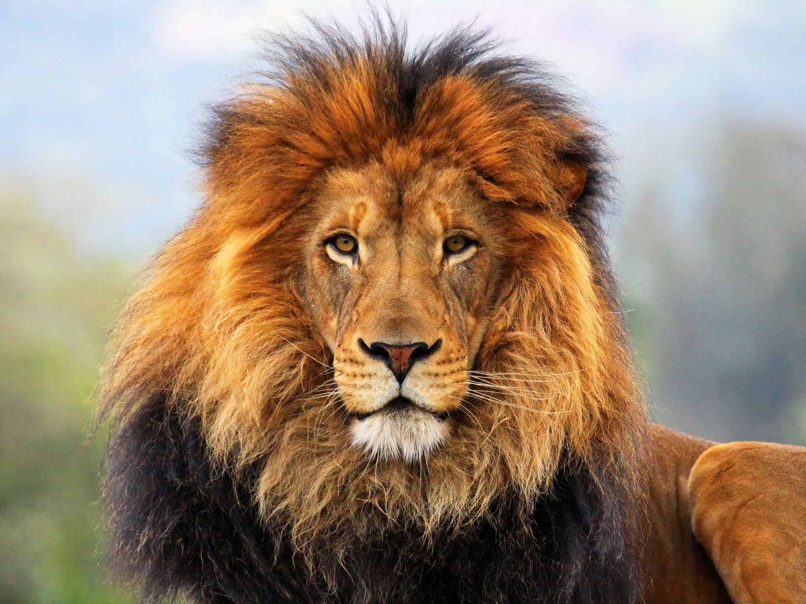 lion, animal