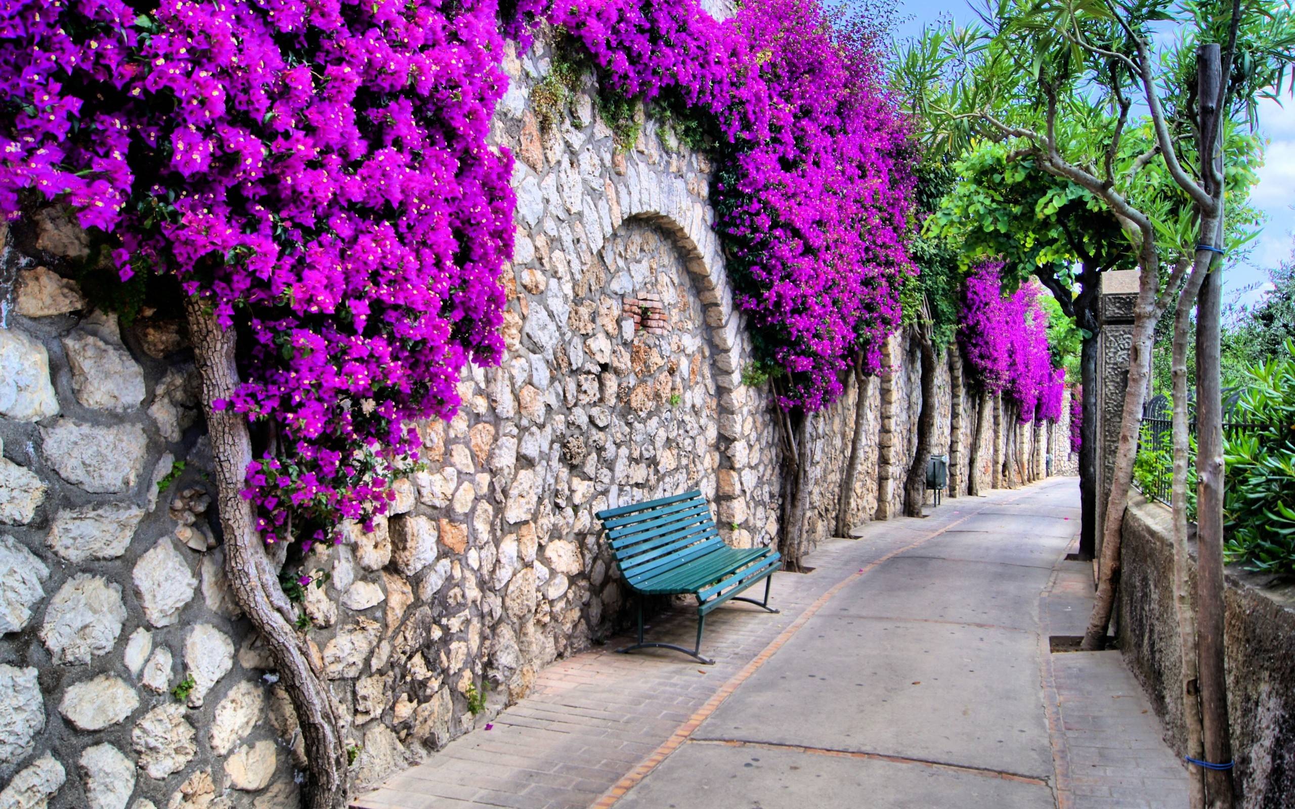 wall, purple flower, stone, man made, street, flower