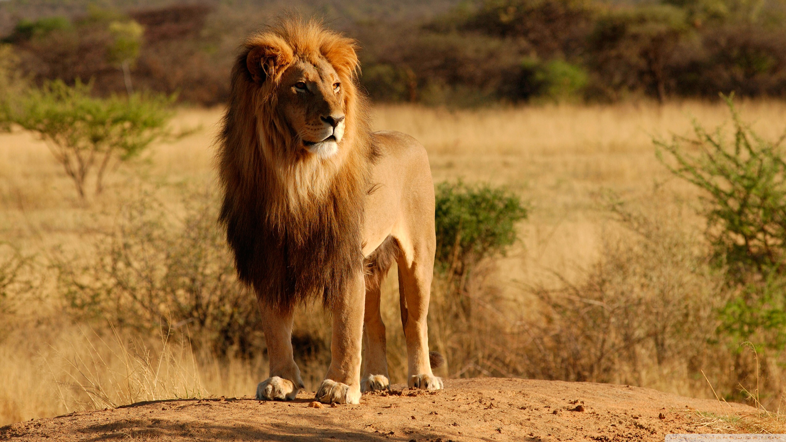 Лев в Африке