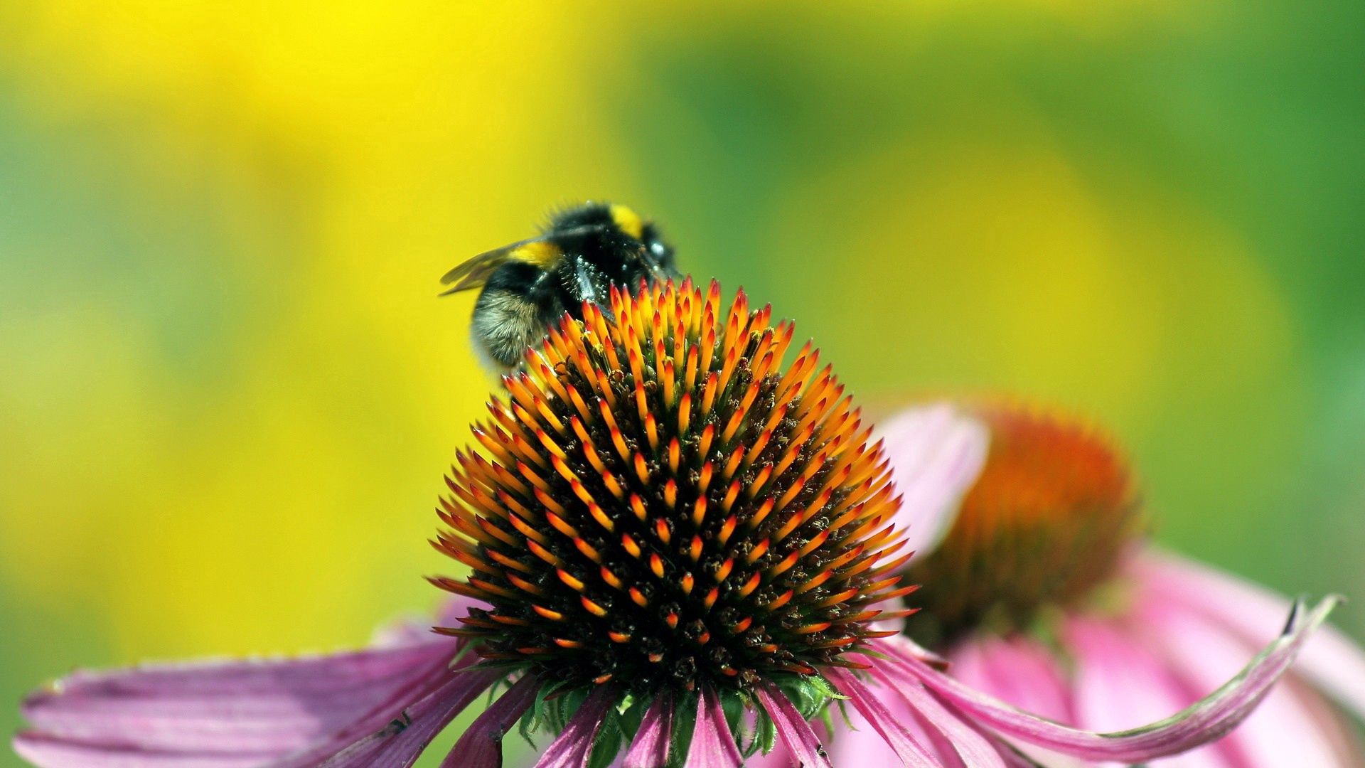 154184 télécharger l'image fleur, macro, abeille, pollinisation - fonds d'écran et économiseurs d'écran gratuits