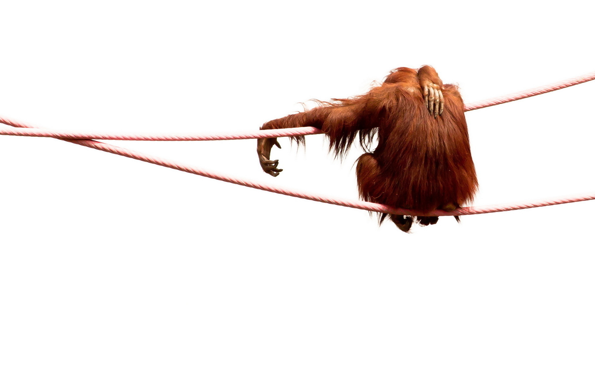 264296 скачать обои обезьяны, животные, орангутанг - заставки и картинки бесплатно