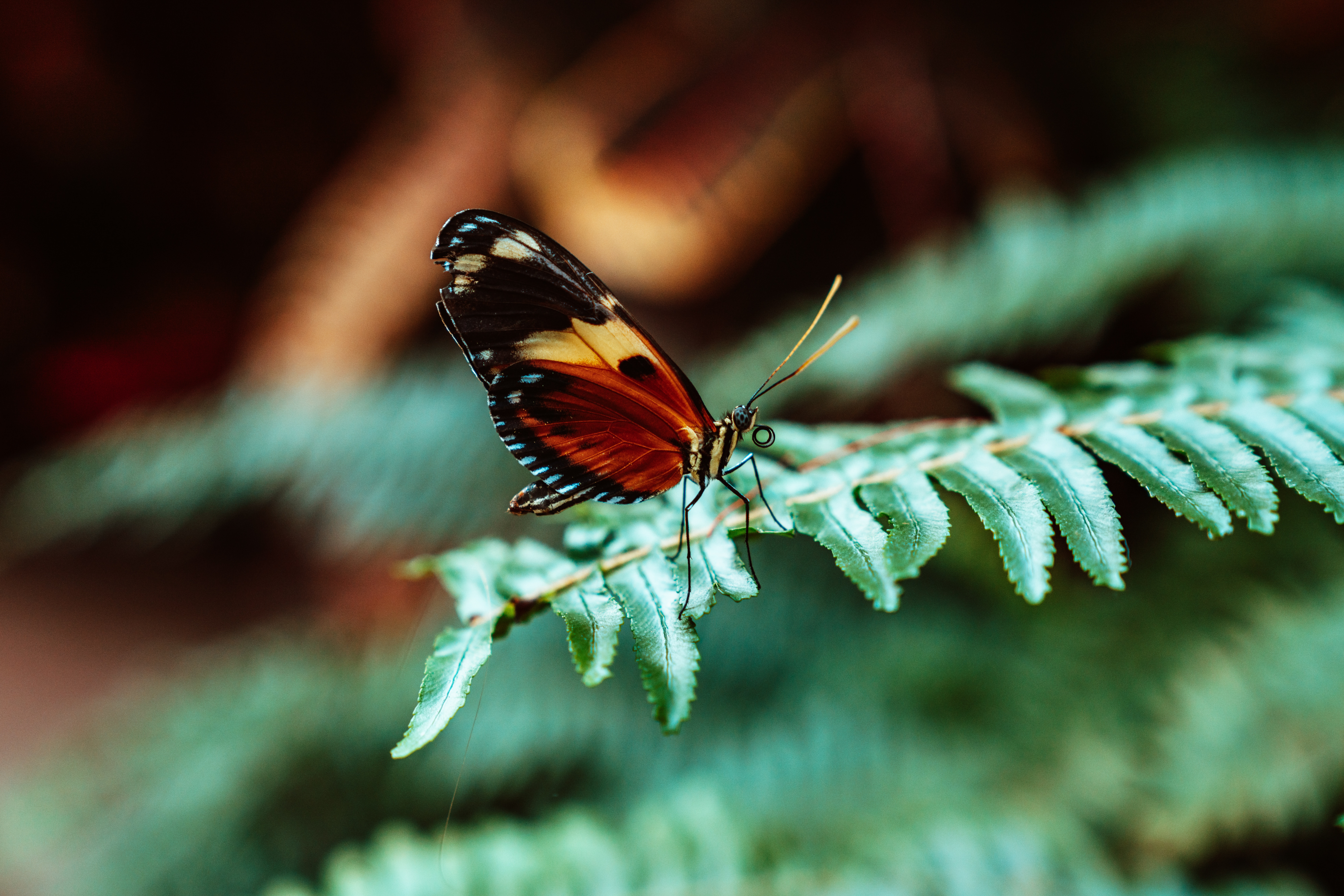 Laden Sie das Blätter, Pflanze, Farn, Makro, Schmetterling-Bild kostenlos auf Ihren PC-Desktop herunter
