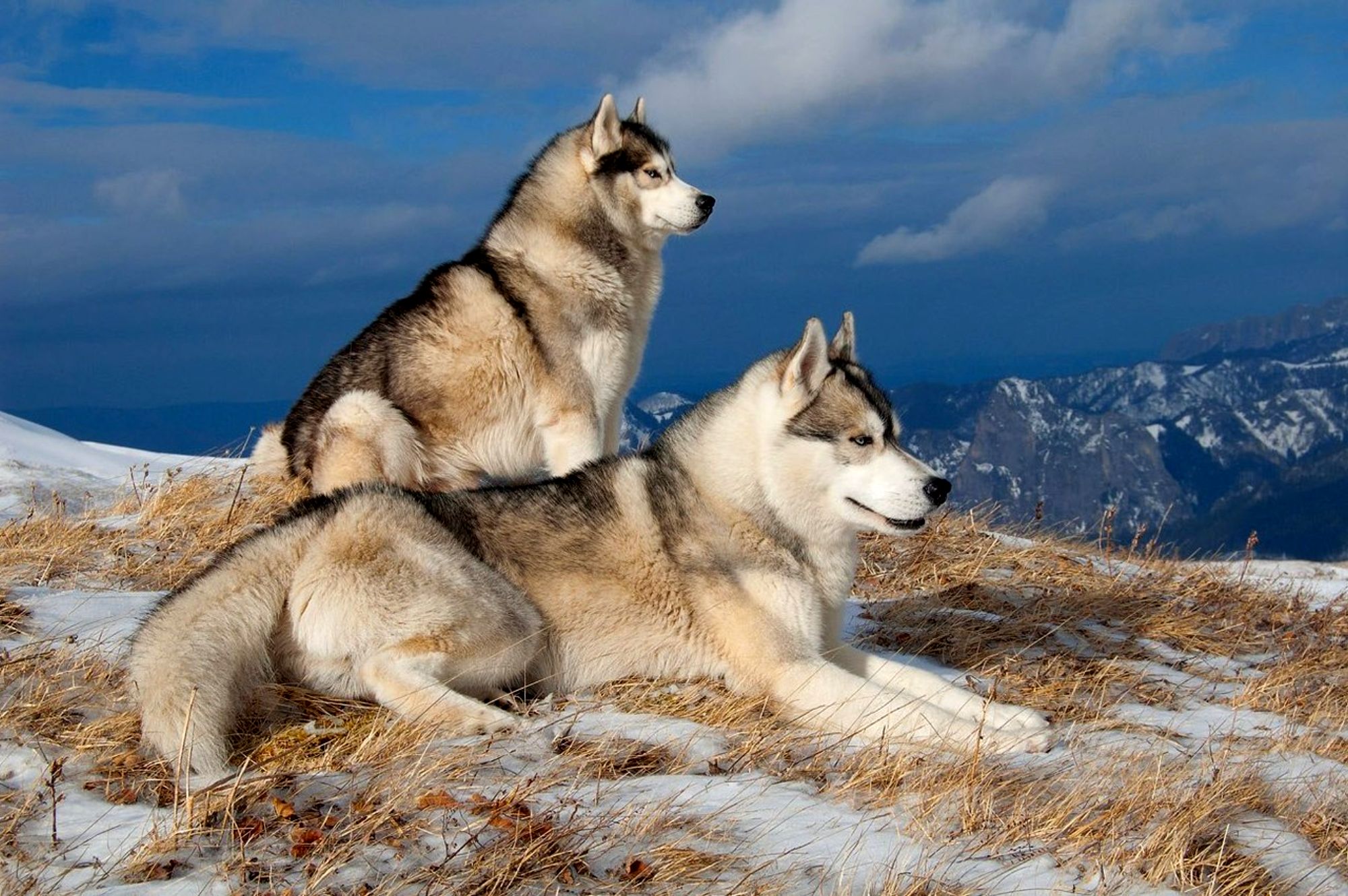277110 baixar papel de parede inverno, husky, animais, husky siberiano, cão, cães - protetores de tela e imagens gratuitamente