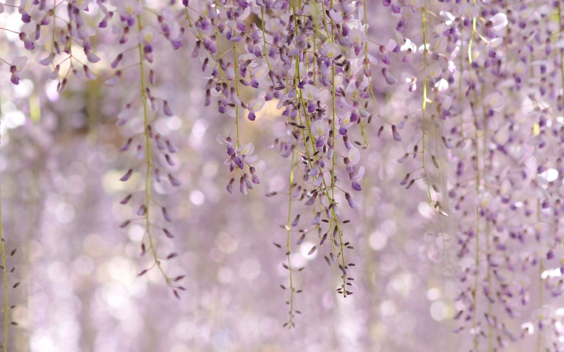81941 descargar fondo de pantalla lila, flores, naturaleza, hojas, planta: protectores de pantalla e imágenes gratis