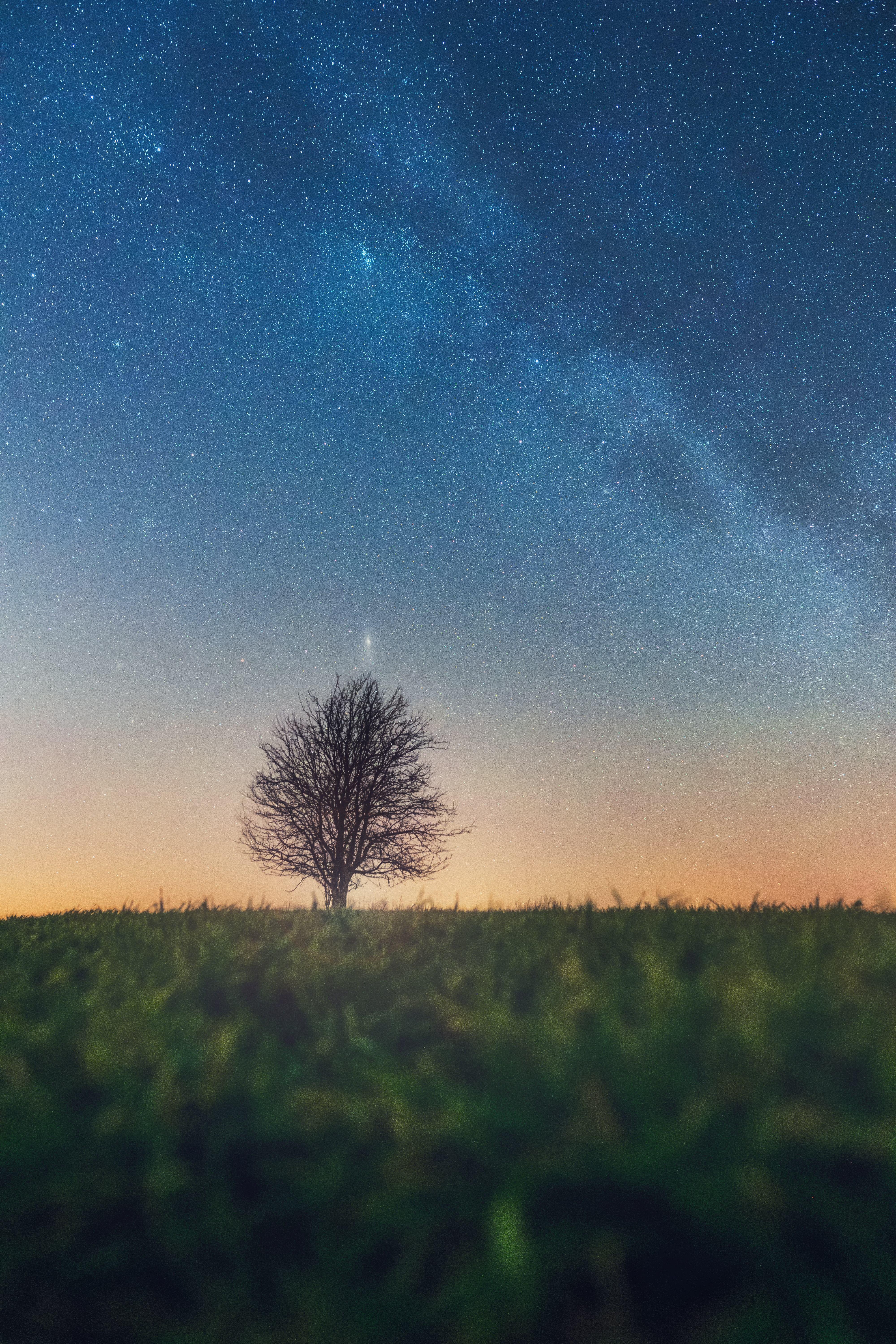 Download mobile wallpaper Grass, Wood, Tree, Horizon, Nature, Starry Sky for free.