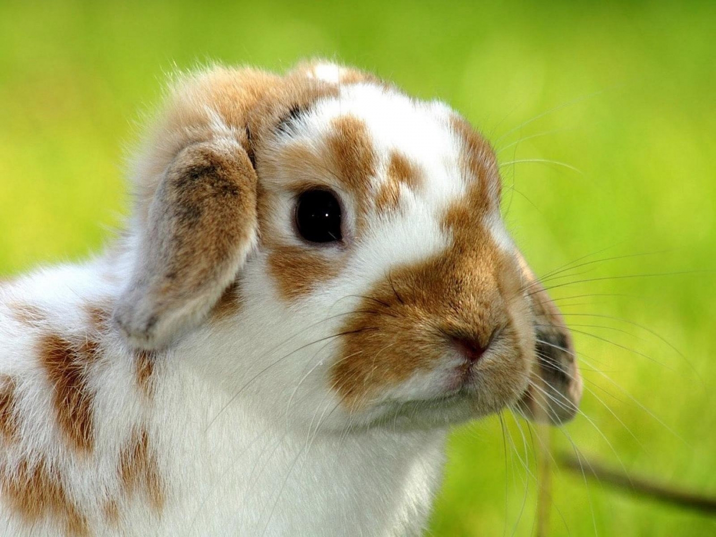 PC Wallpapers animals, rabbits