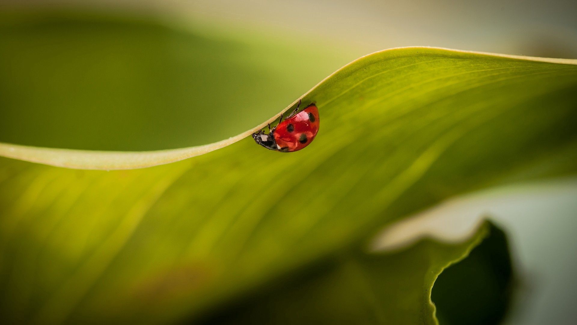 Download mobile wallpaper Ladybird, Macro, Ladybug, Leaves, Plant for free.
