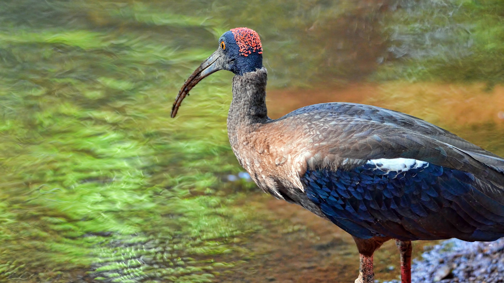animal, ibis, red naped ibis, birds
