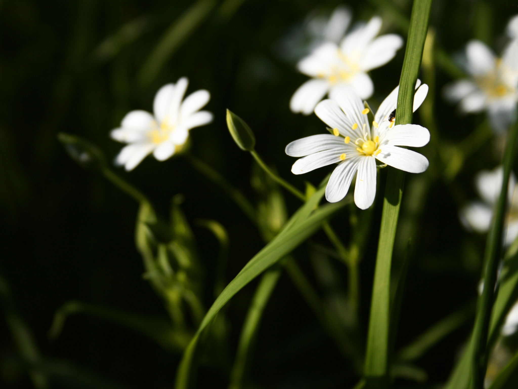 Laden Sie das Grass, Staubblätter, Blumen, Sommer-Bild kostenlos auf Ihren PC-Desktop herunter