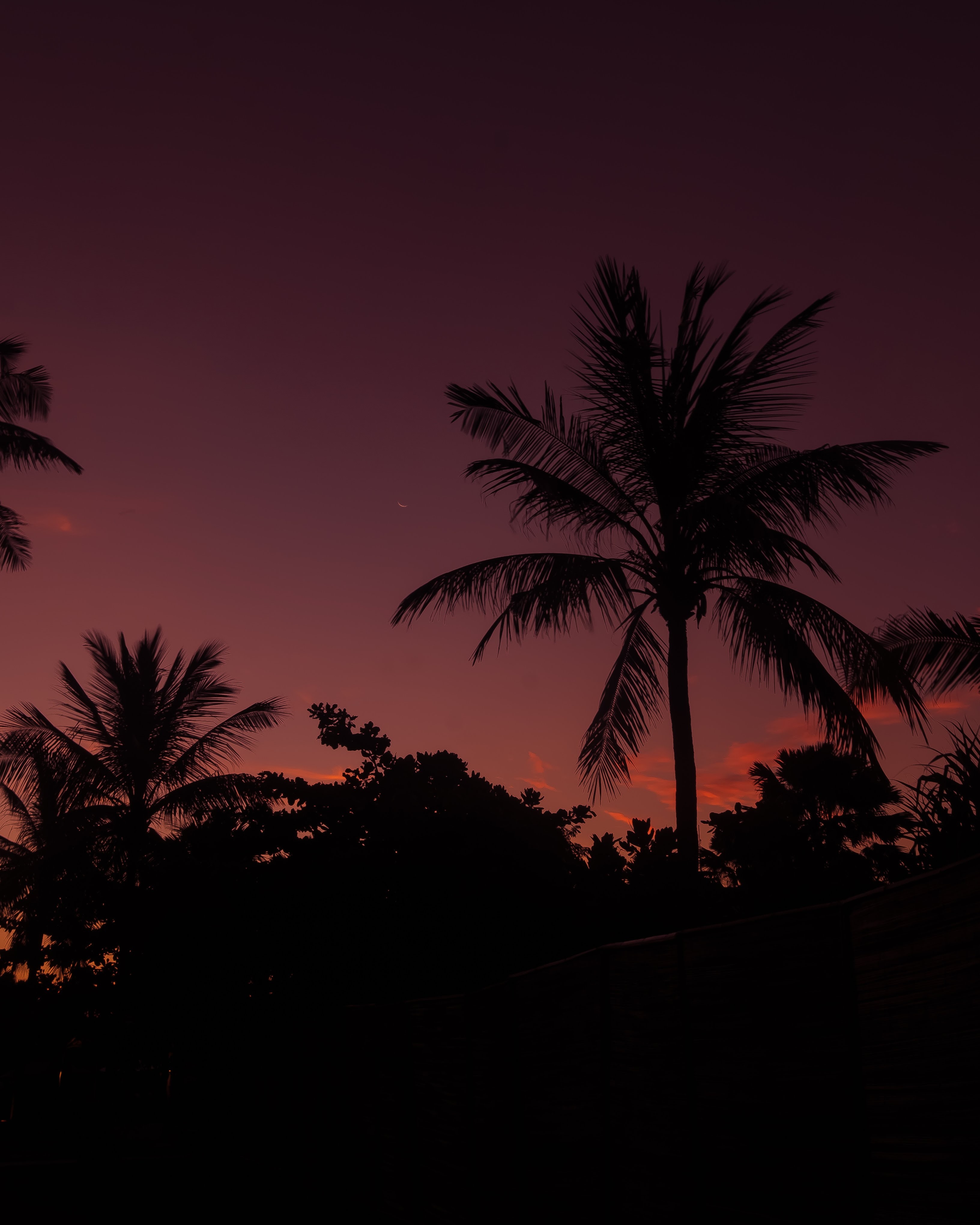 night, branches, nature, sky, palm for Windows