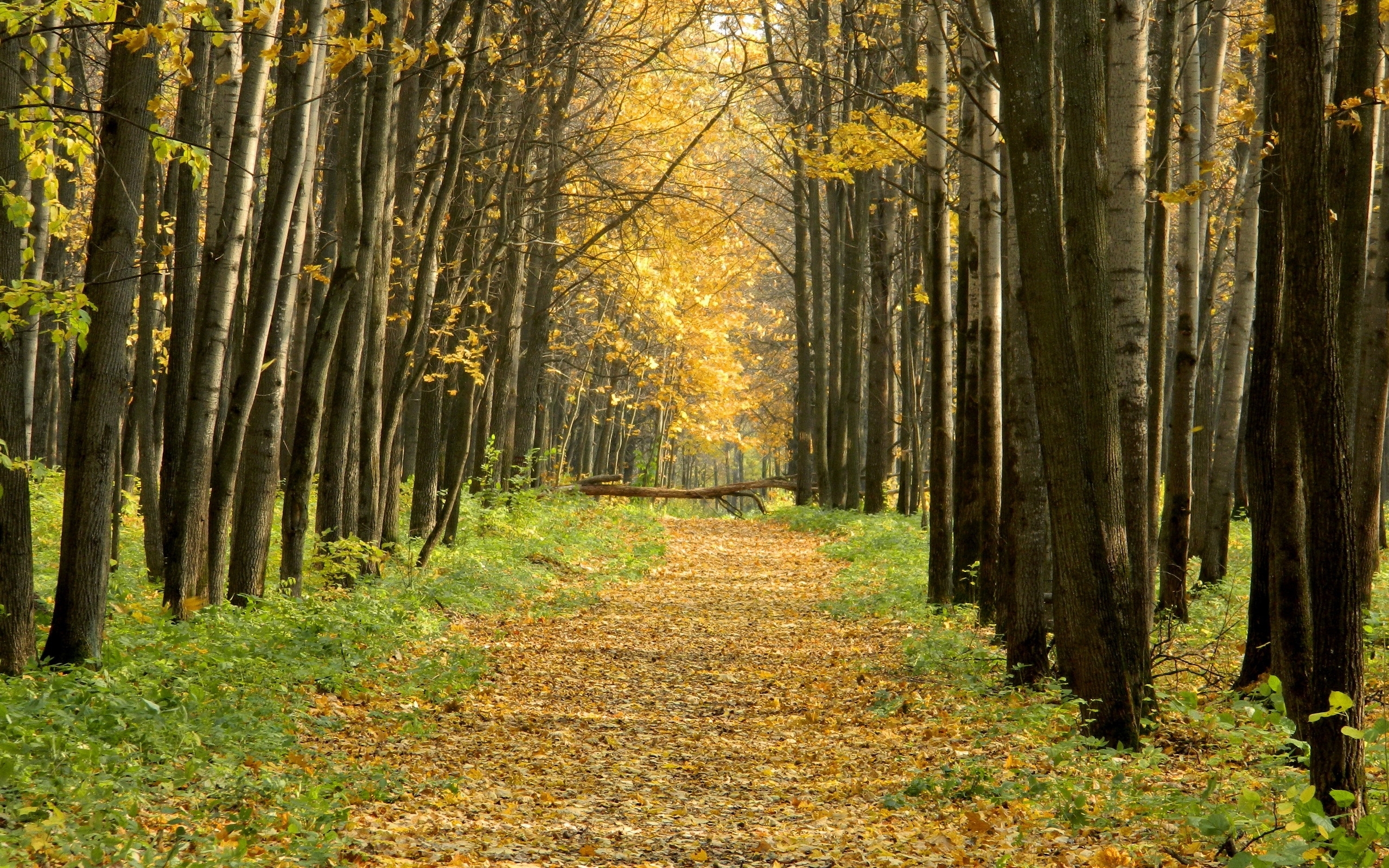 Download mobile wallpaper Trees, Roads, Landscape, Autumn for free.