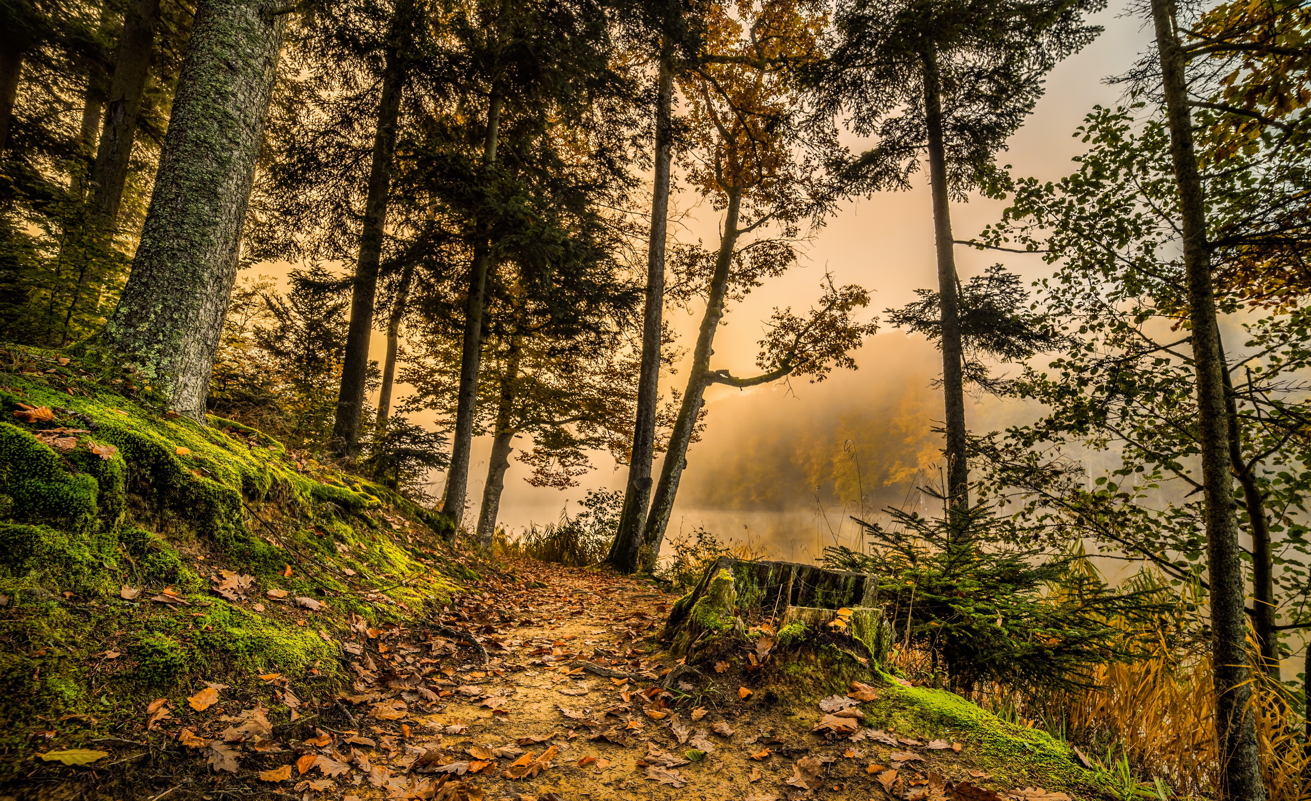 Download mobile wallpaper Path, Forest, Nature, Trees, Grass, Hdr for free.