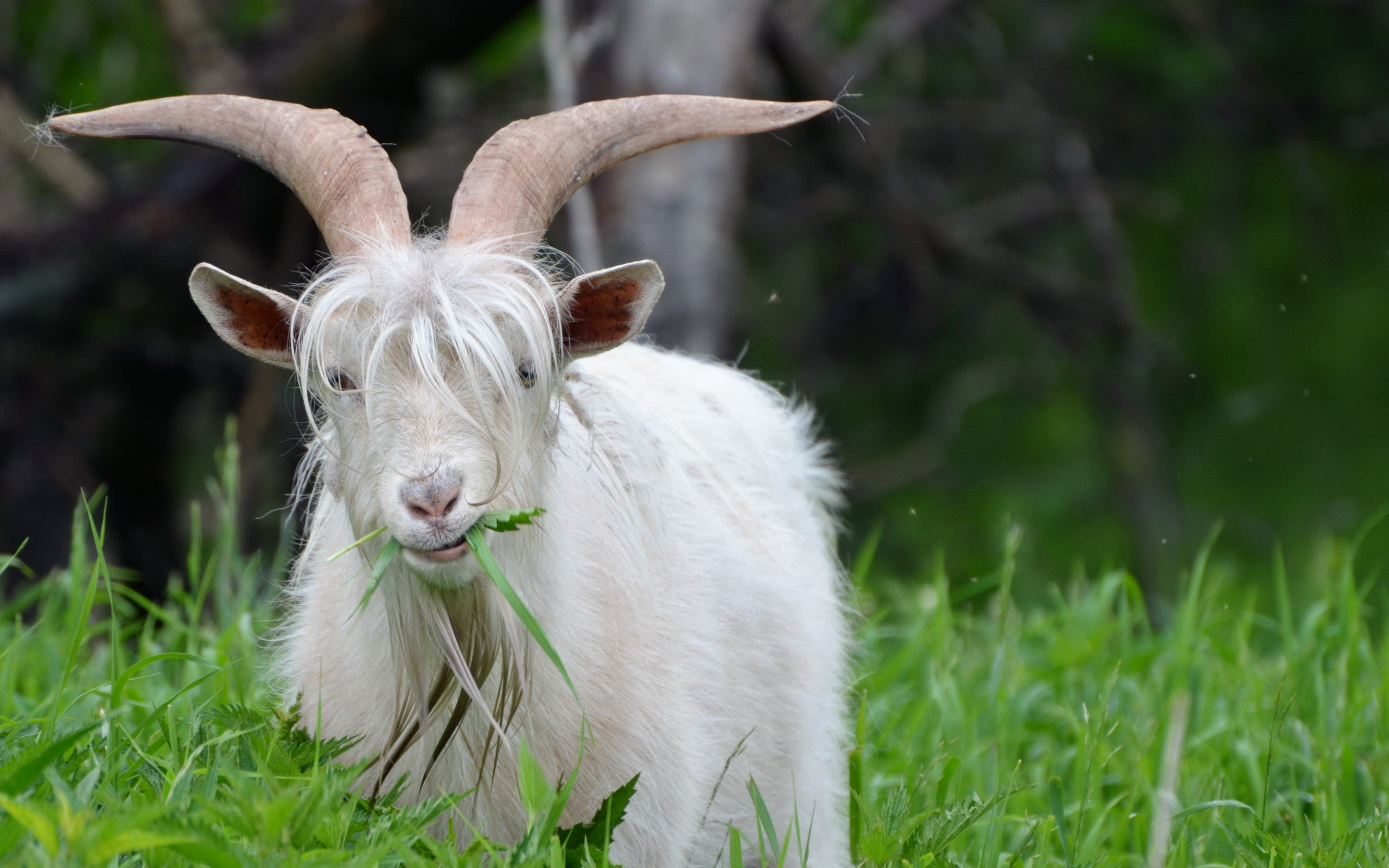 Mobile wallpaper animal, goat