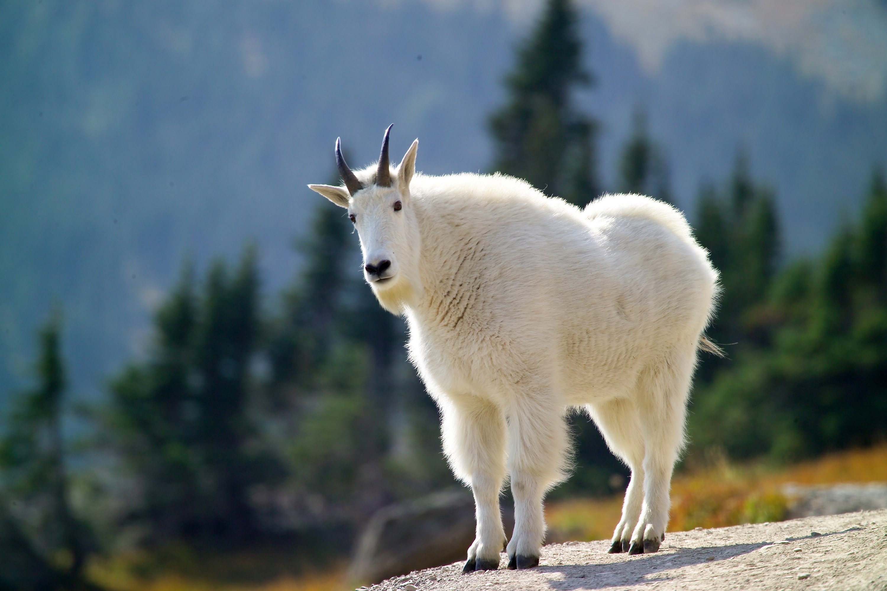 Йеллоустонский национальный парк Снежная коза