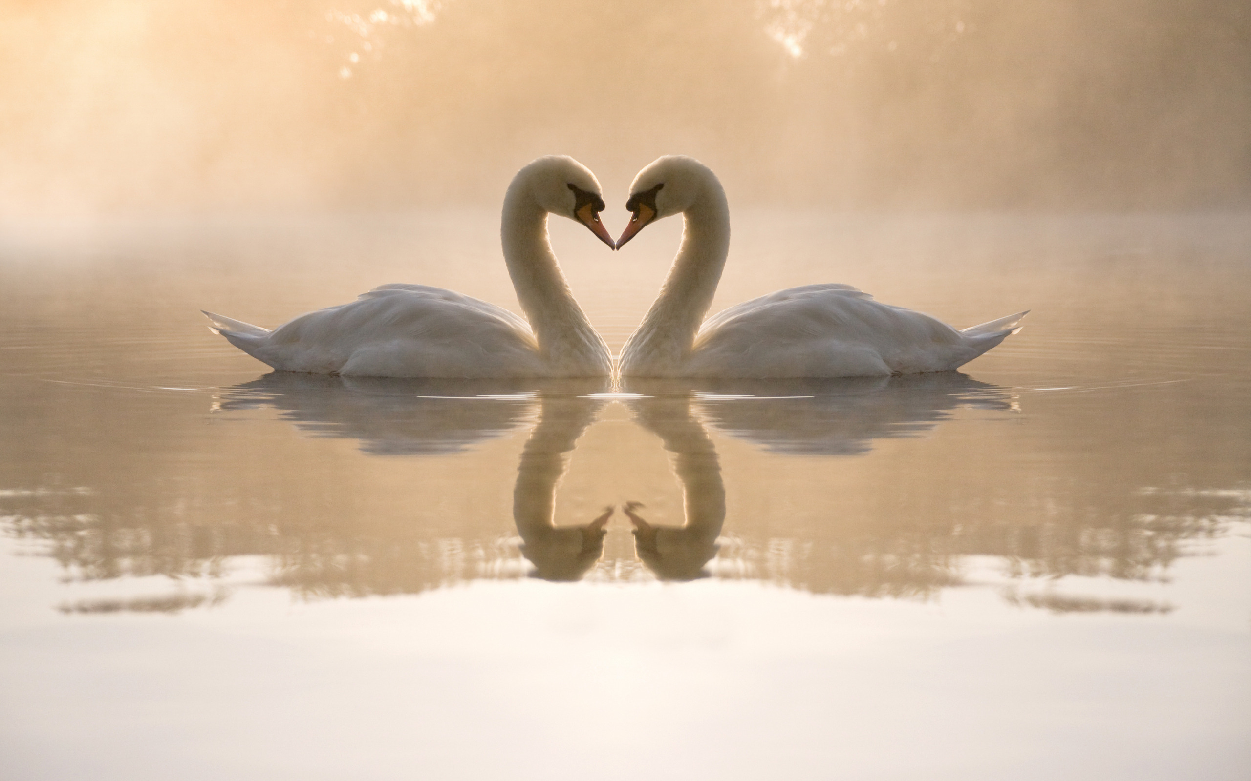 collection of best Mute Swan HD wallpaper
