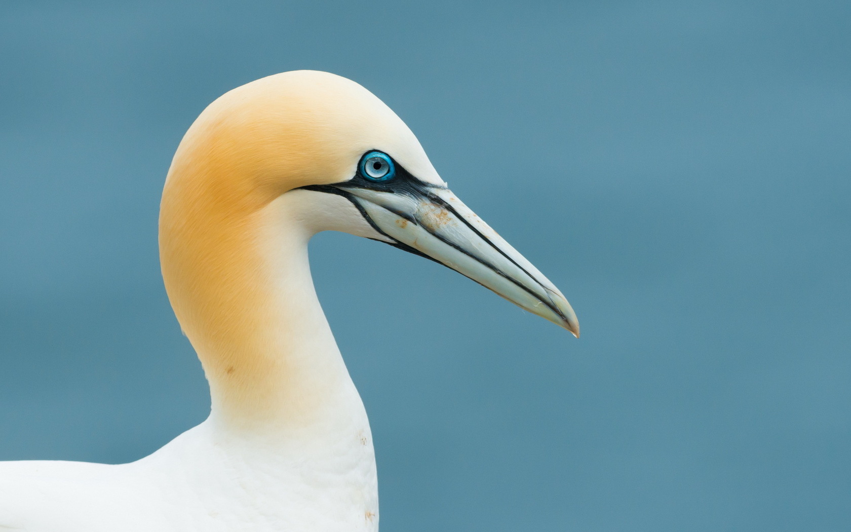 Best Northern Gannet mobile Picture