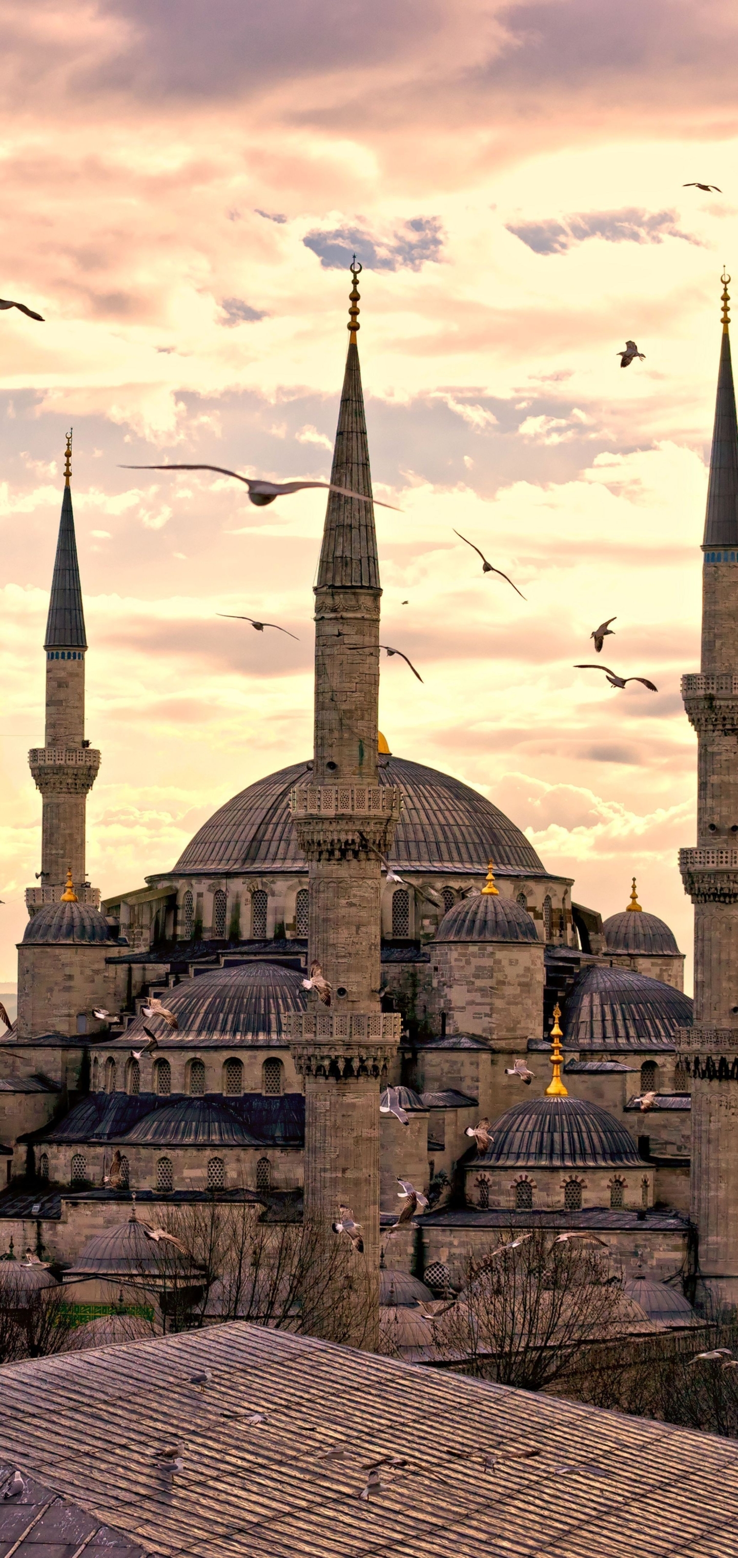 1151861 Hintergrundbild herunterladen religiös, süleymaniye moschee, istanbul, möwe, seemöve, truthahn, türkei, moscheen - Bildschirmschoner und Bilder kostenlos