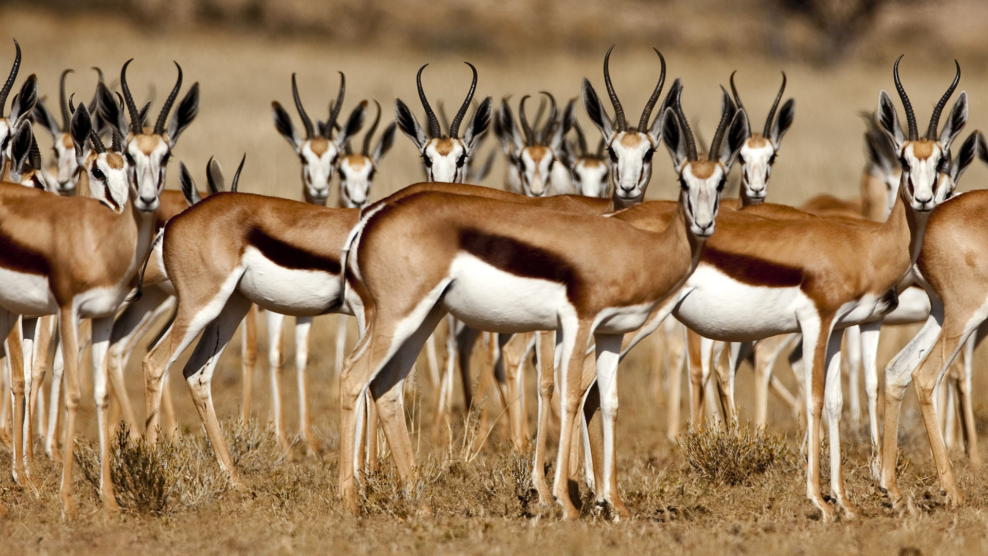 animal, antelope, thomson's gazelle Full HD