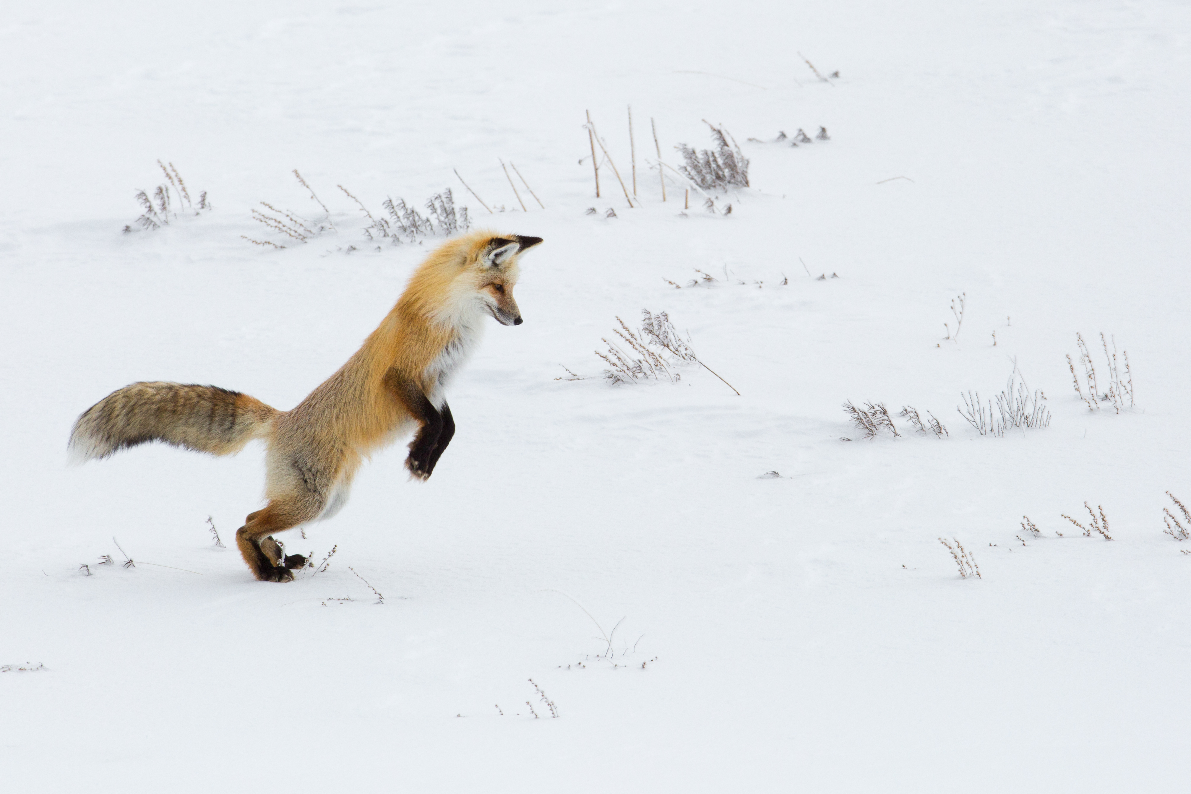 Download mobile wallpaper Predator, Animals, Snow, Fox, Funny for free.