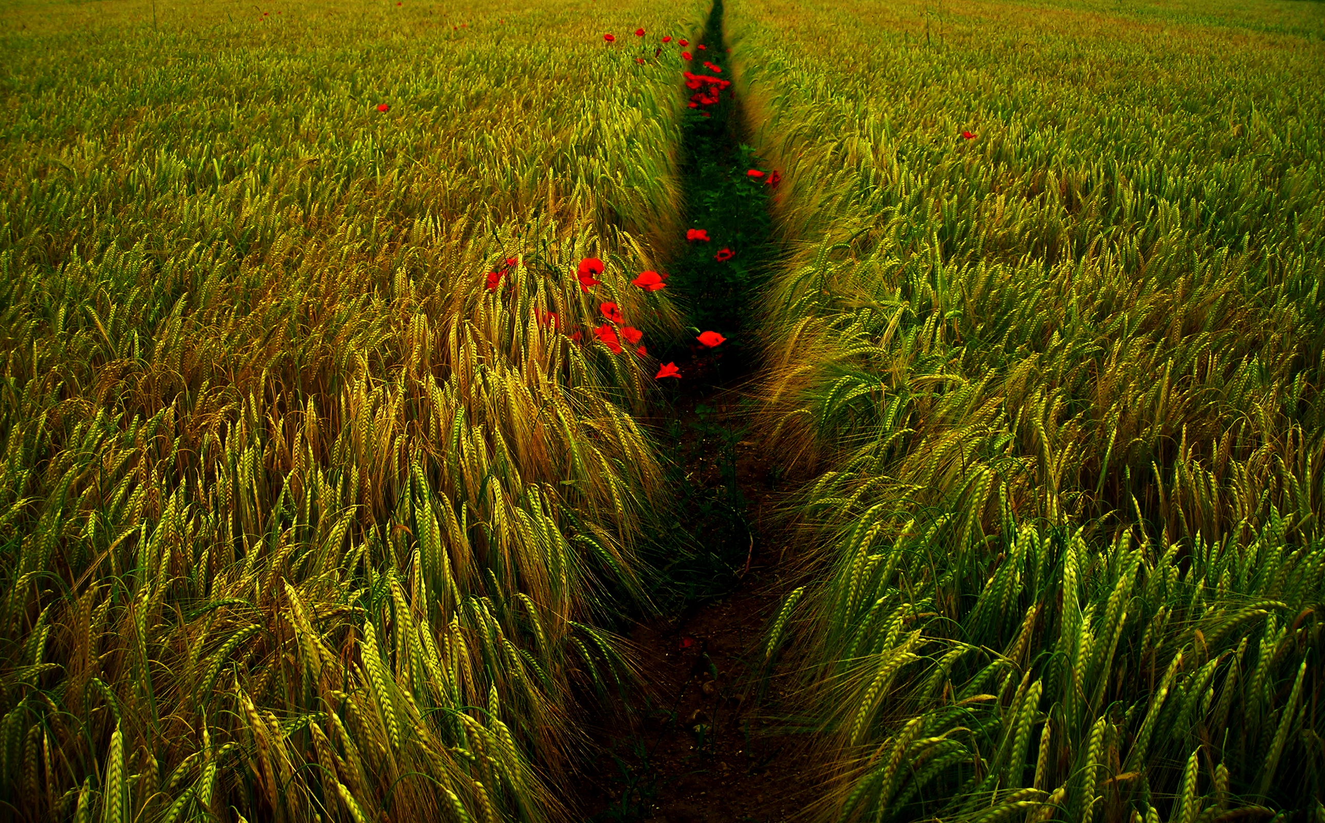 Обои поле. Поля пшеницы Япония. Пшеничные поля в Японии. Красочные растения в сельском хозяйстве HD. Query field