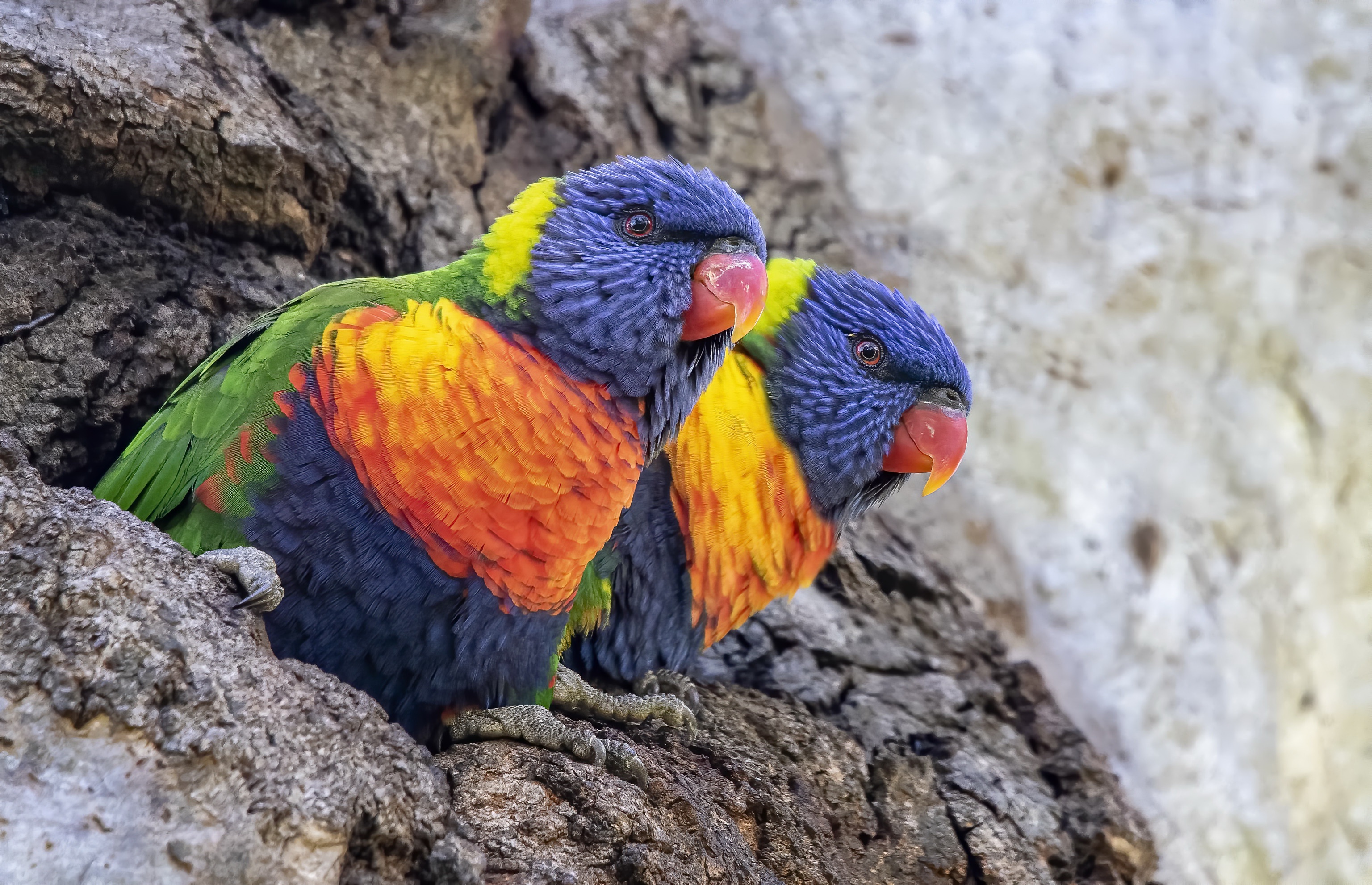 Download mobile wallpaper Birds, Bird, Animal, Parrot, Rainbow Lorikeet for free.
