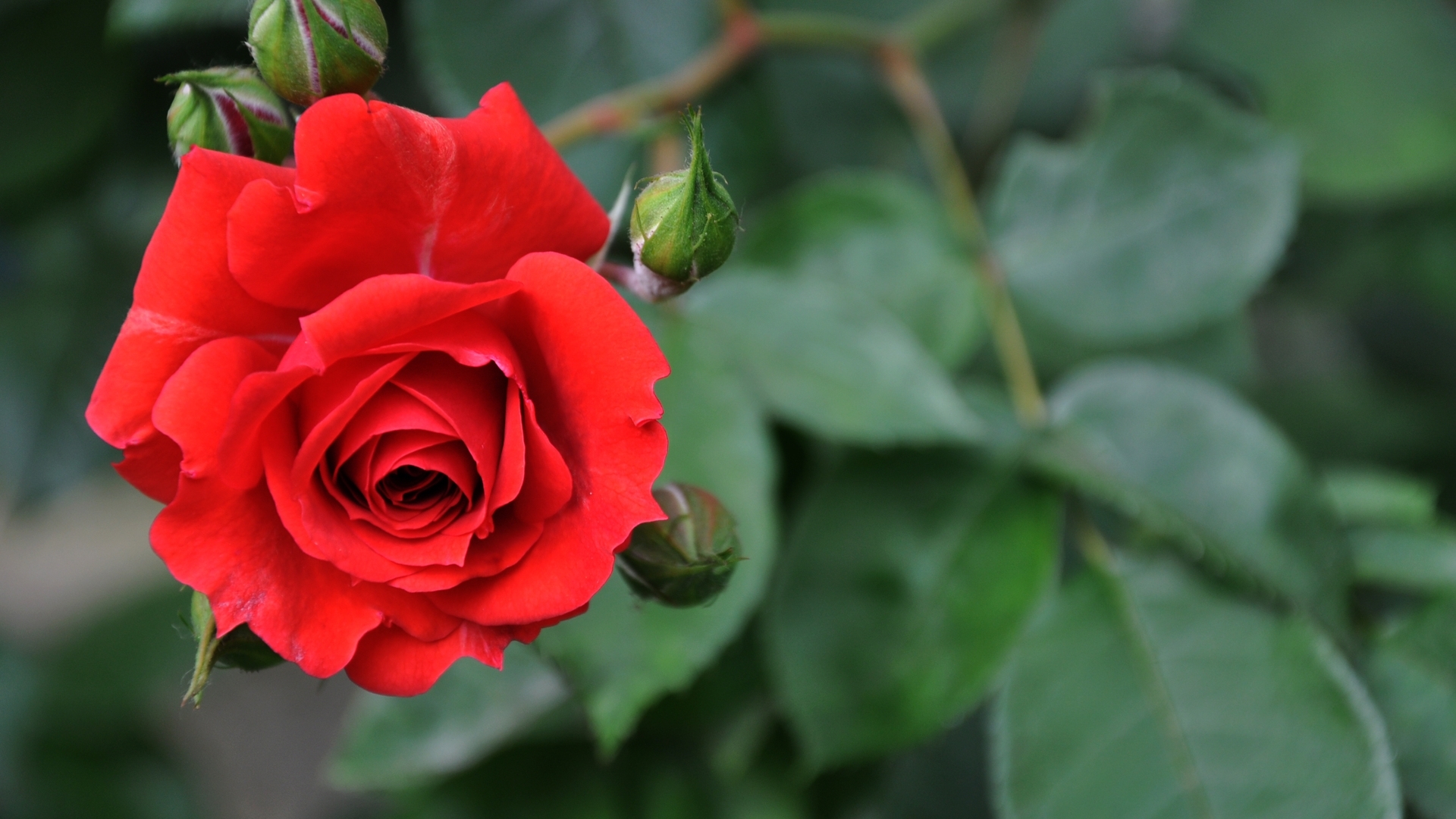 免费下载植物, 花卉, 玫瑰手机壁纸。