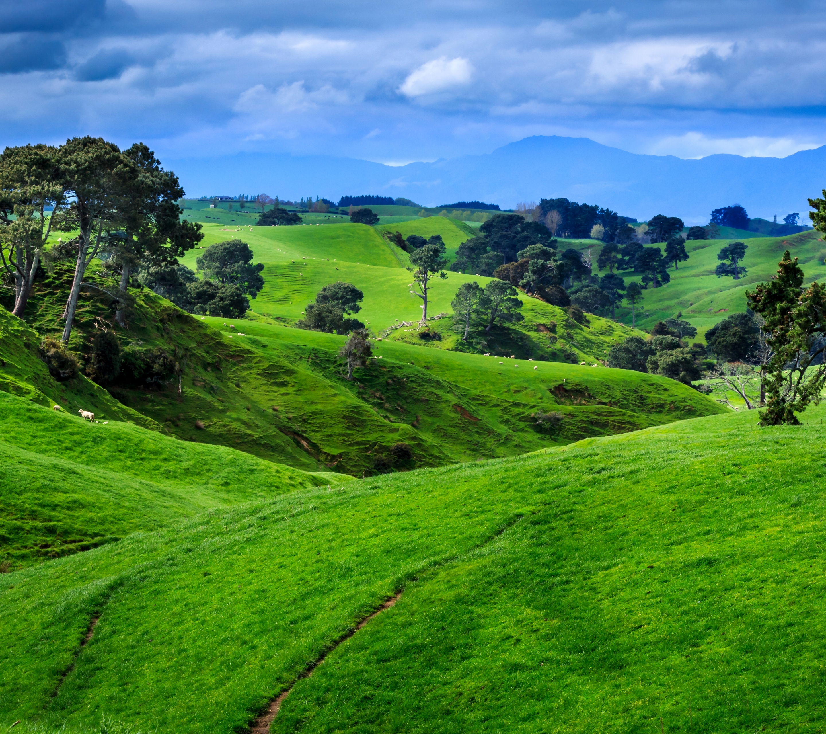 Красивые зеленые места. Новая Зеландия Луга. Зеленый пейзаж. Новая Зеландия горы. Зеленые Луга.