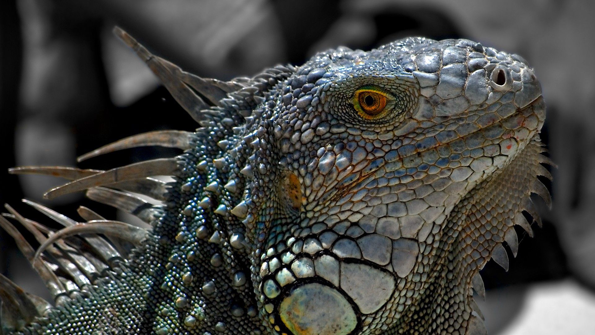 130986 Hintergrundbild herunterladen tiere, makro, eidechse, reptil, reptile, leguan, iguana - Bildschirmschoner und Bilder kostenlos