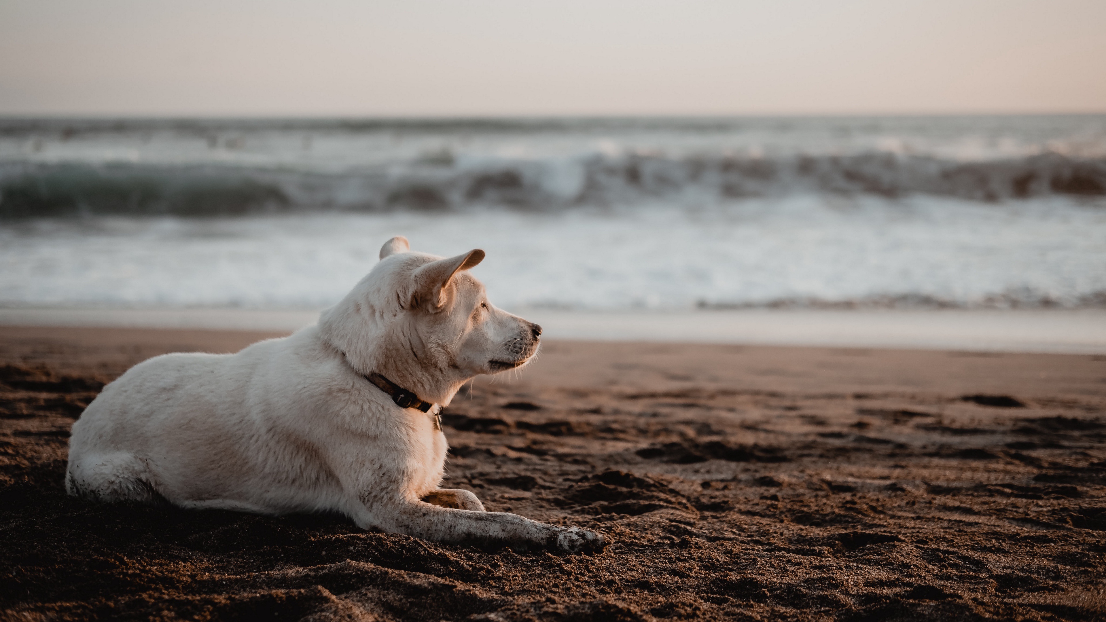 Белая собака на пляже