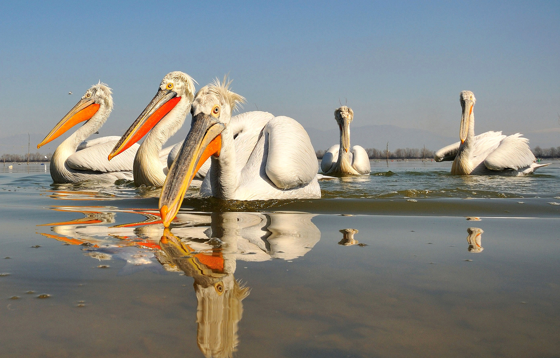 414132 Hintergrundbild herunterladen tiere, pelikan, schnabel, vogel, spiegelung, vögel - Bildschirmschoner und Bilder kostenlos