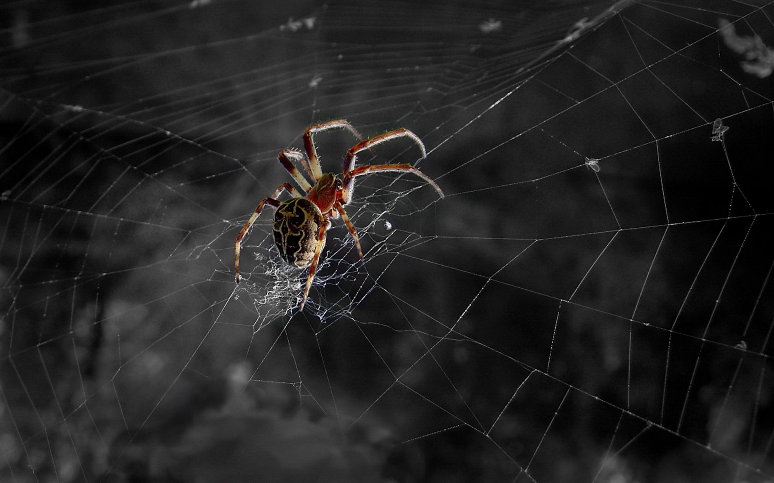 animal, spider, spiders HD wallpaper