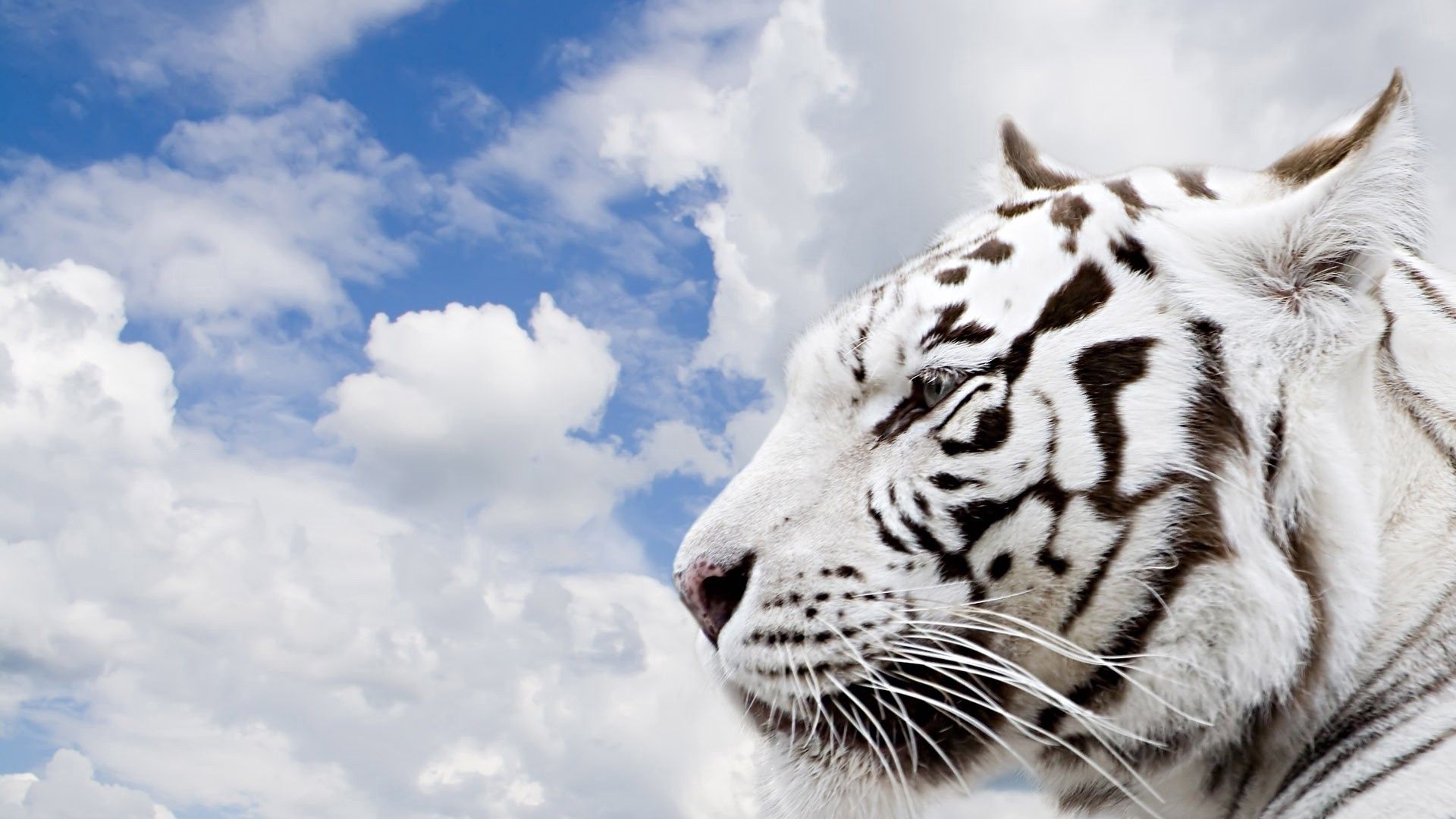 Download mobile wallpaper Muzzle, Clouds, Predator, Animals, Sky, Tiger for free.