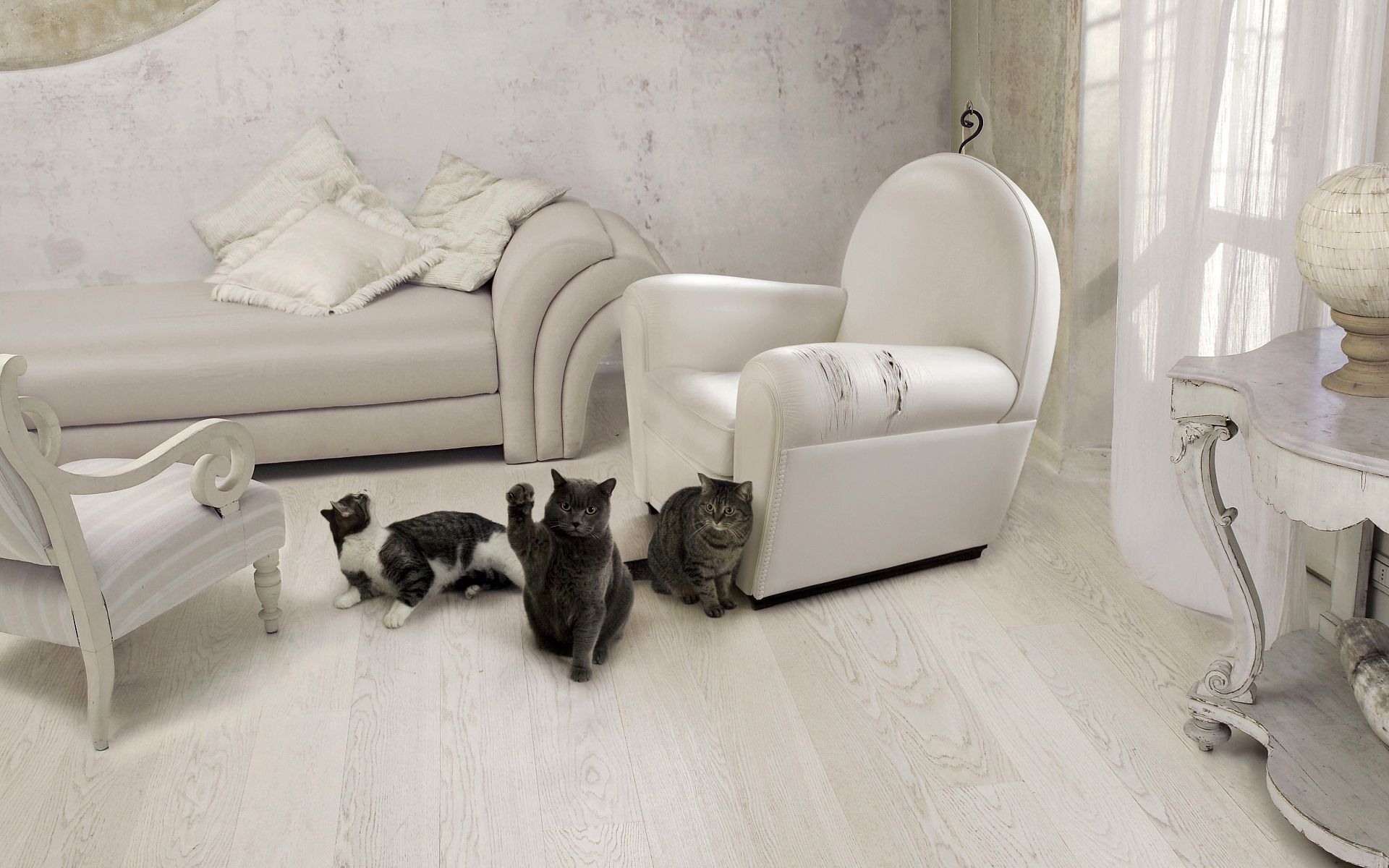cats, animals, interior, chair, room, sofa, armchair, furniture, three HD wallpaper