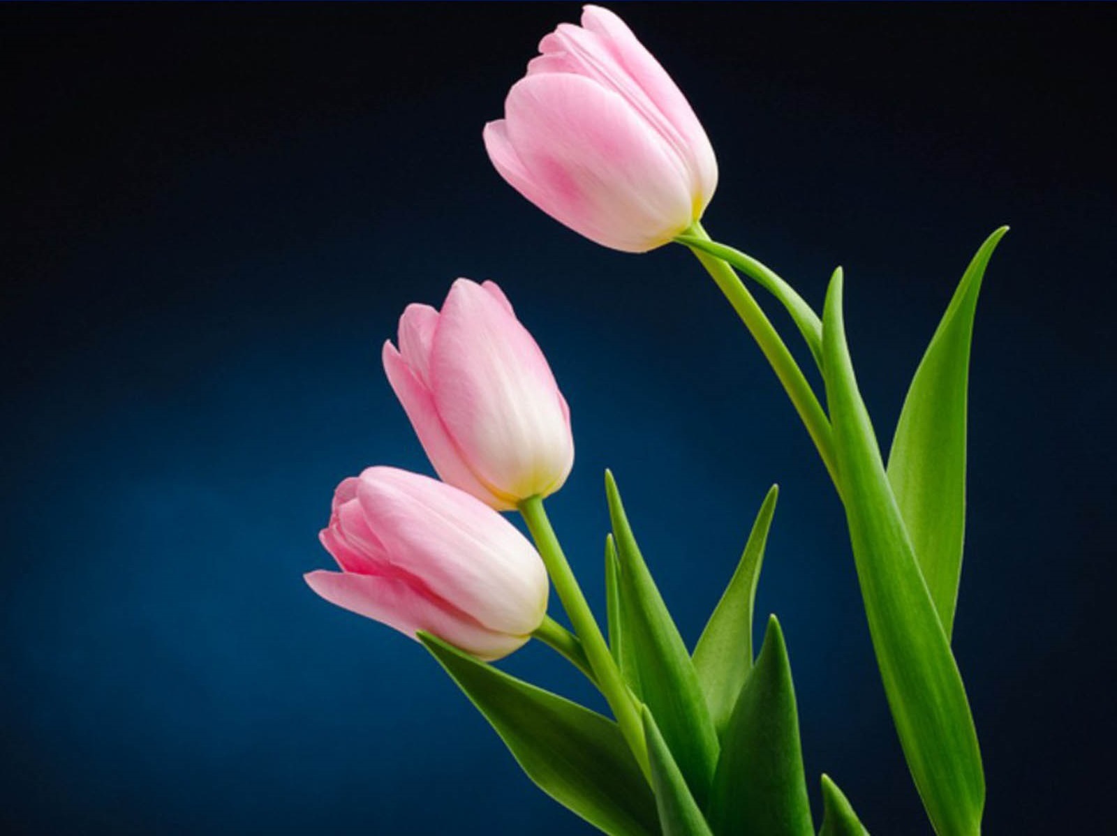 Тюльпаны фото красивые на телефон заставка вертикальная