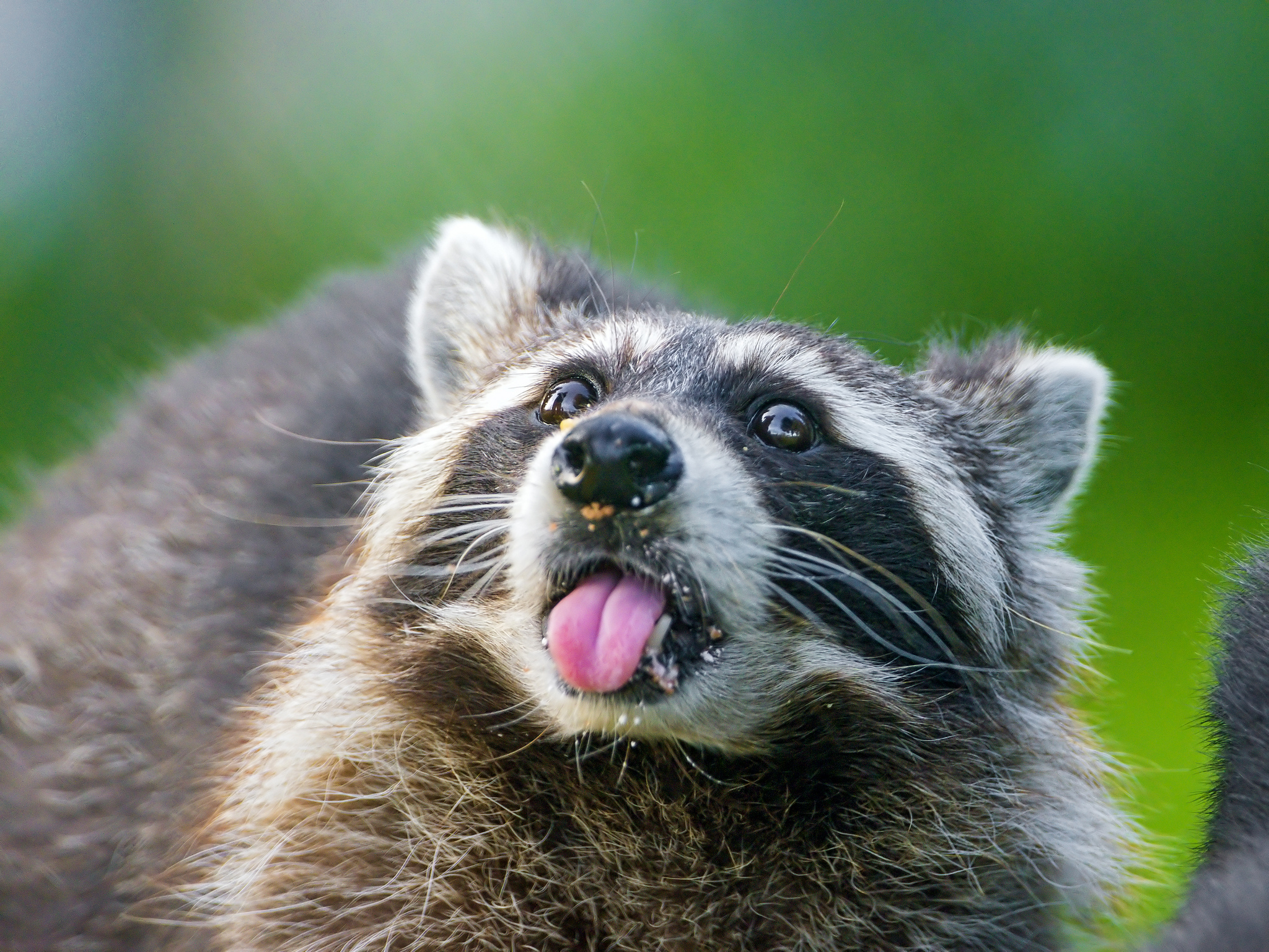 raccoon, animal mobile wallpaper