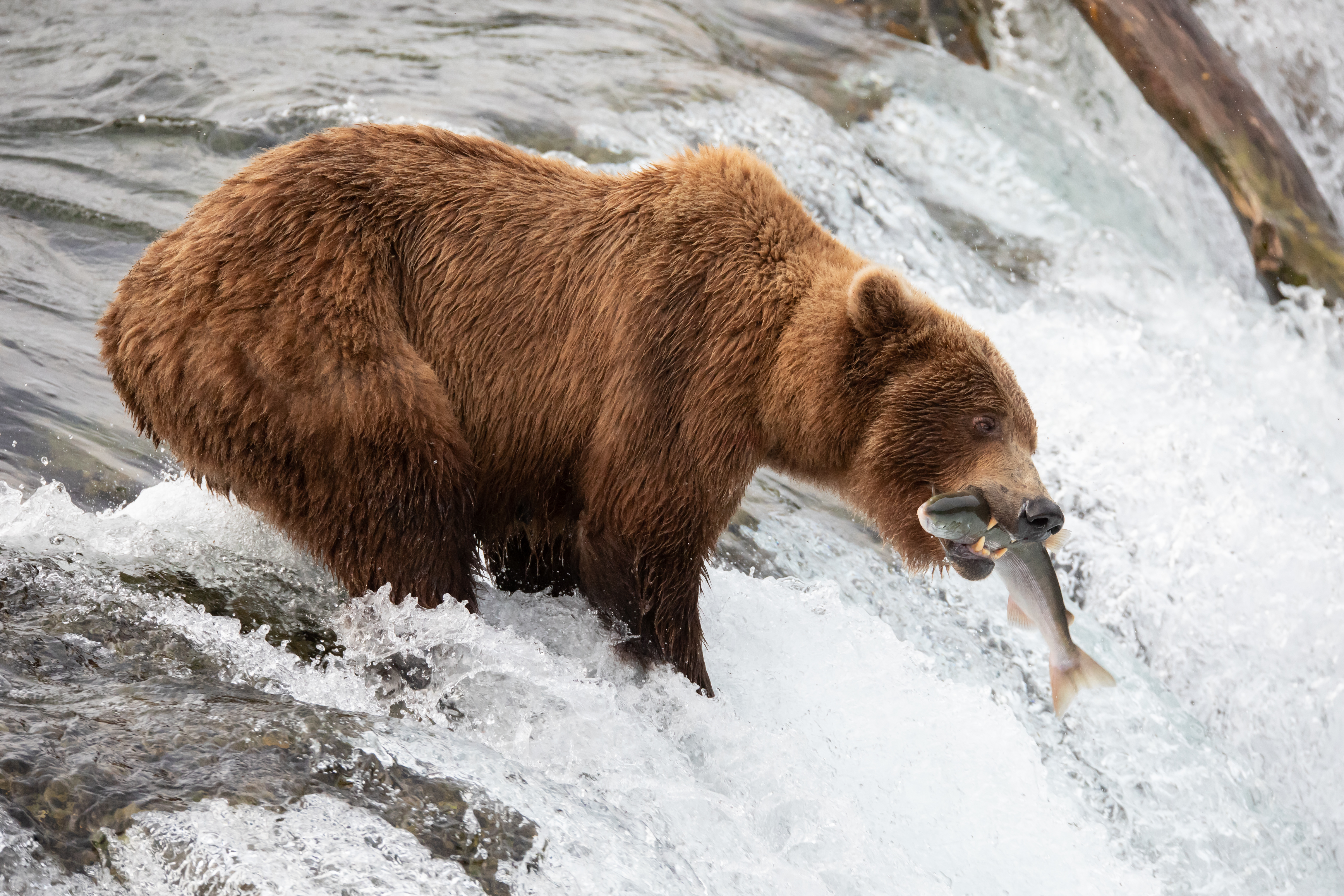 473359 télécharger l'image ours, animaux, grizzli, poisson, grisonnant - fonds d'écran et économiseurs d'écran gratuits