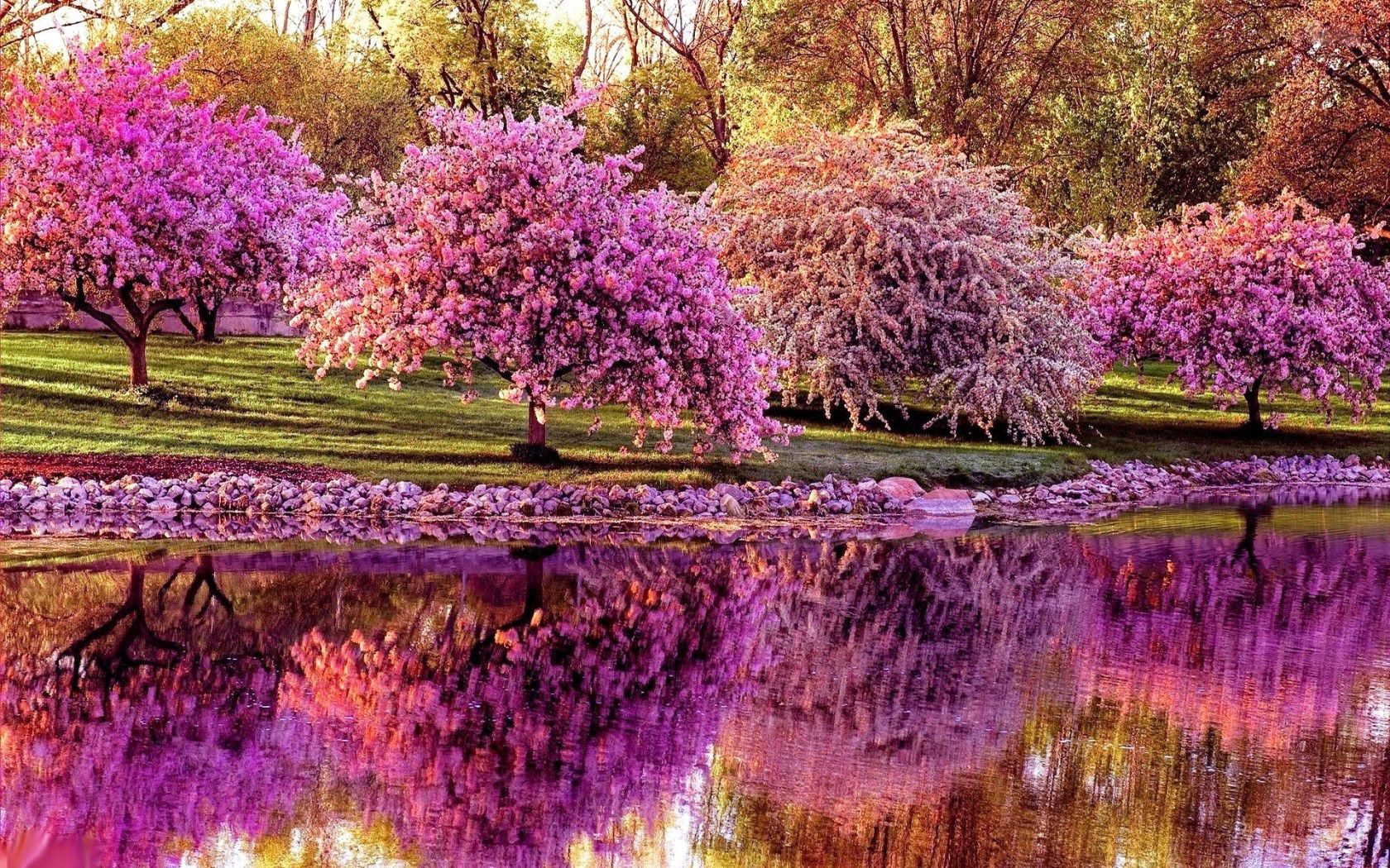 pond, sakura, nature, trees, reflection, spring