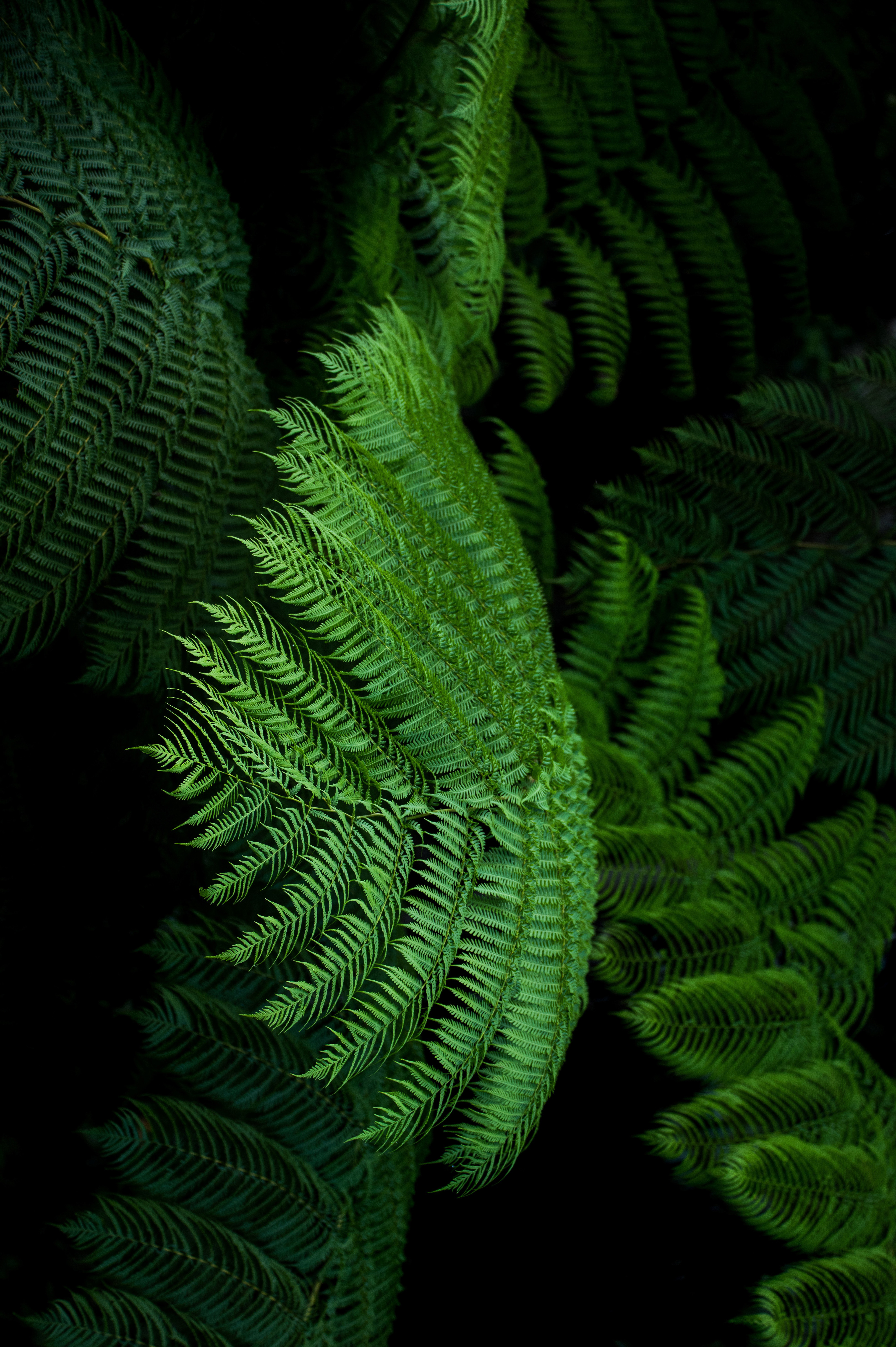 Download mobile wallpaper Fern, Leaves, Macro, Exotic, Tropical for free.