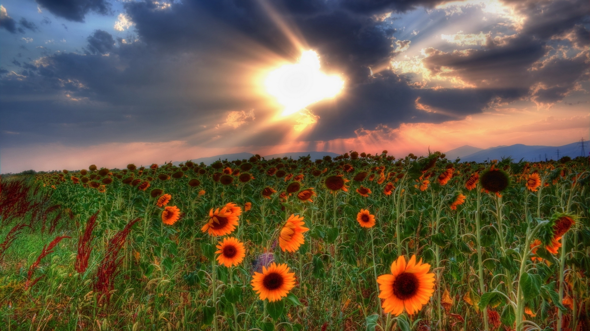 sunflowers, plants, landscape, nature, fields Full HD