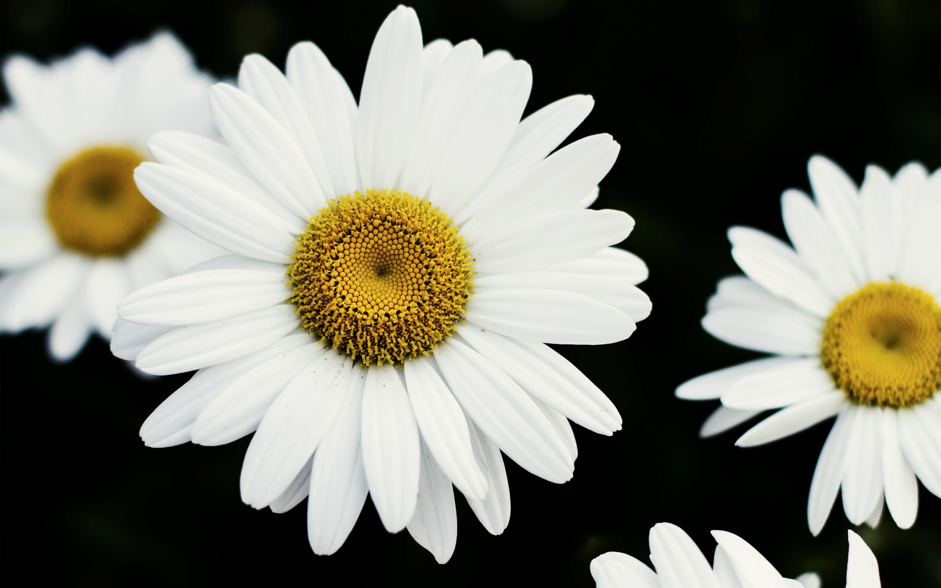 flowers, earth, daisy 1080p