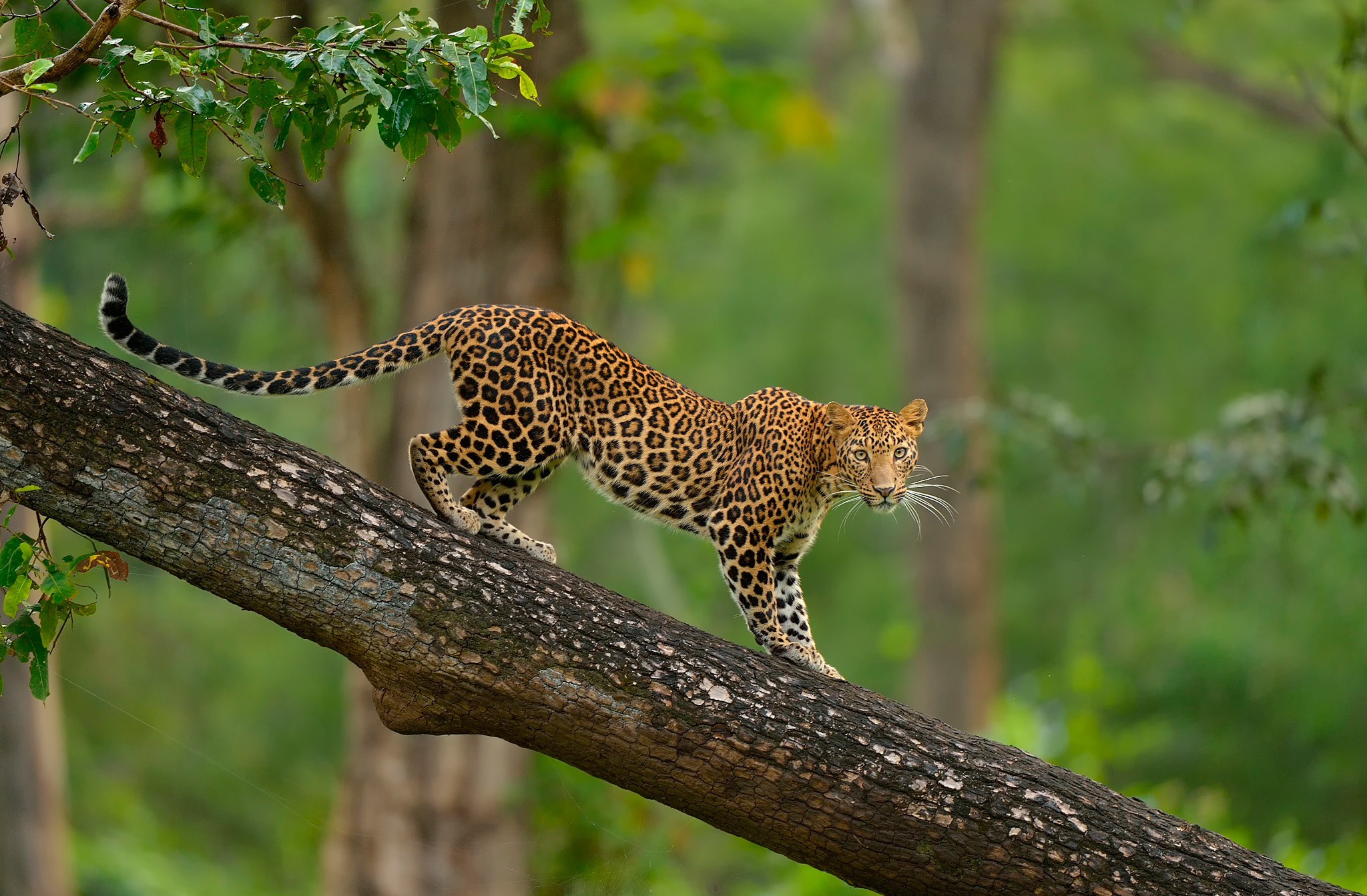 trunk, animal, leopard, tree, cats HD wallpaper
