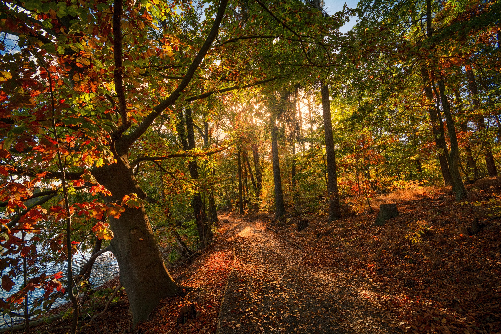 Может ли вас взволновать красота осеннего леса. Осенний лес. Осень в лесу. Осень парк. Обои осень.