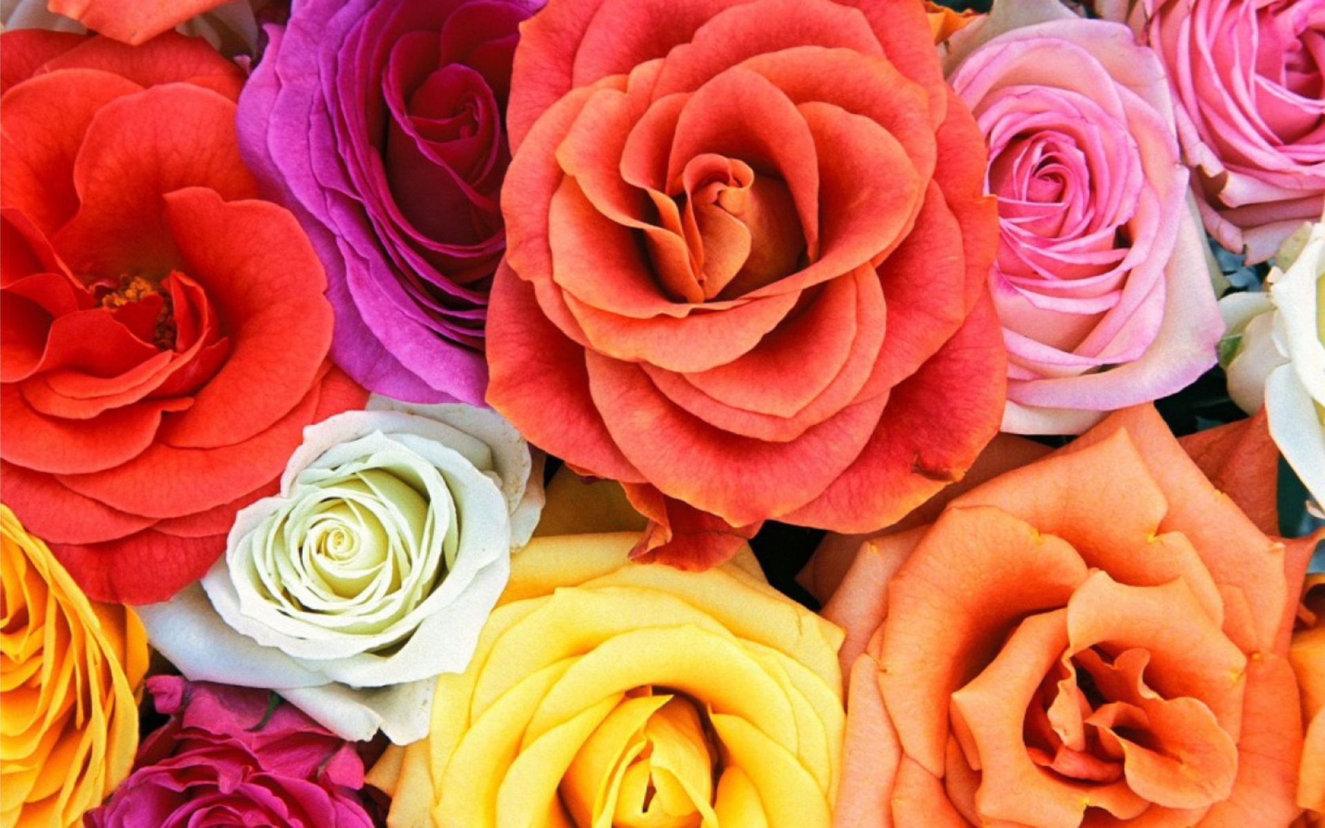 Mobile Wallpaper Flowers Flower Rose