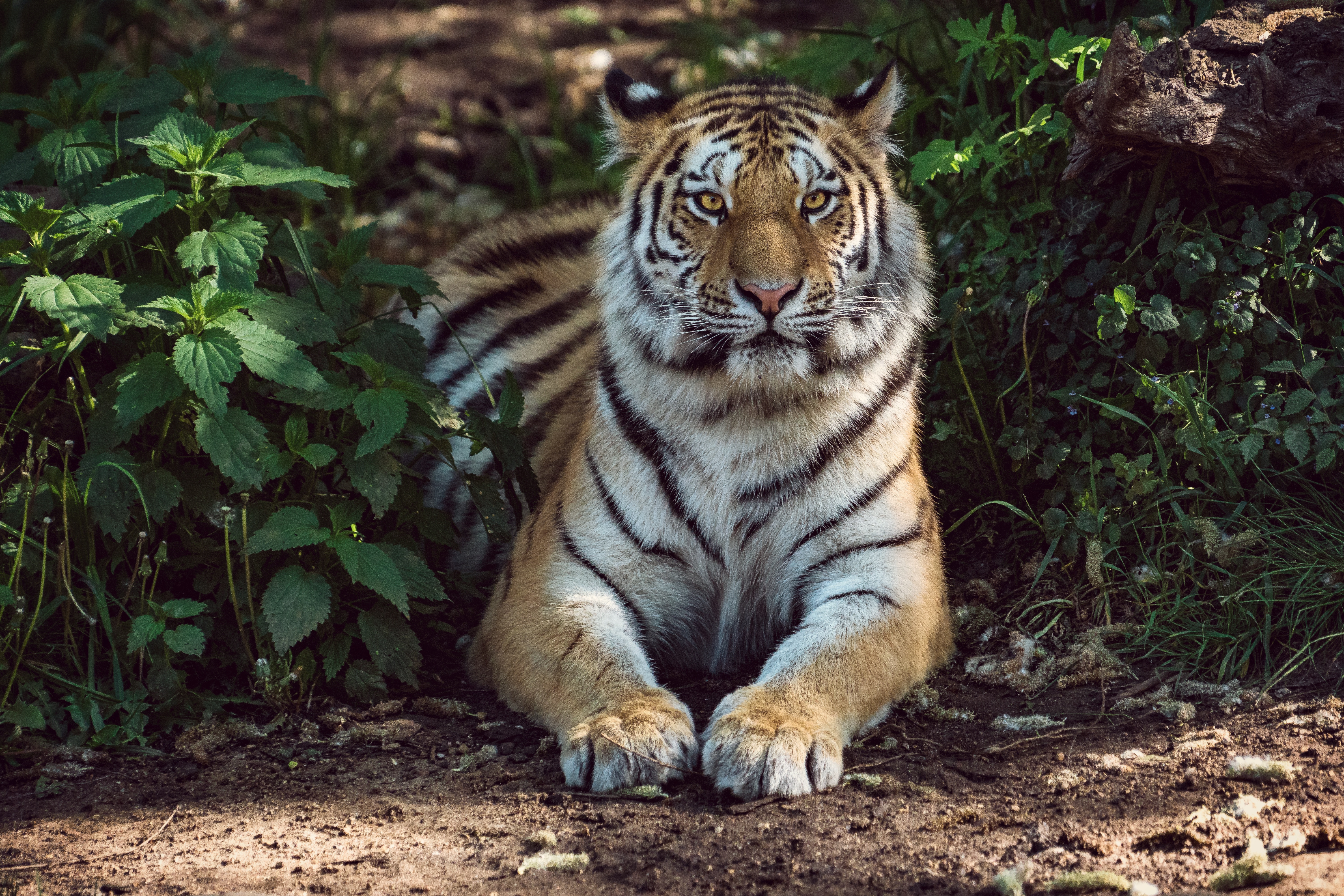 69903 скачать обои большая кошка, тигр, хищник, животные, лежит - заставки и картинки бесплатно