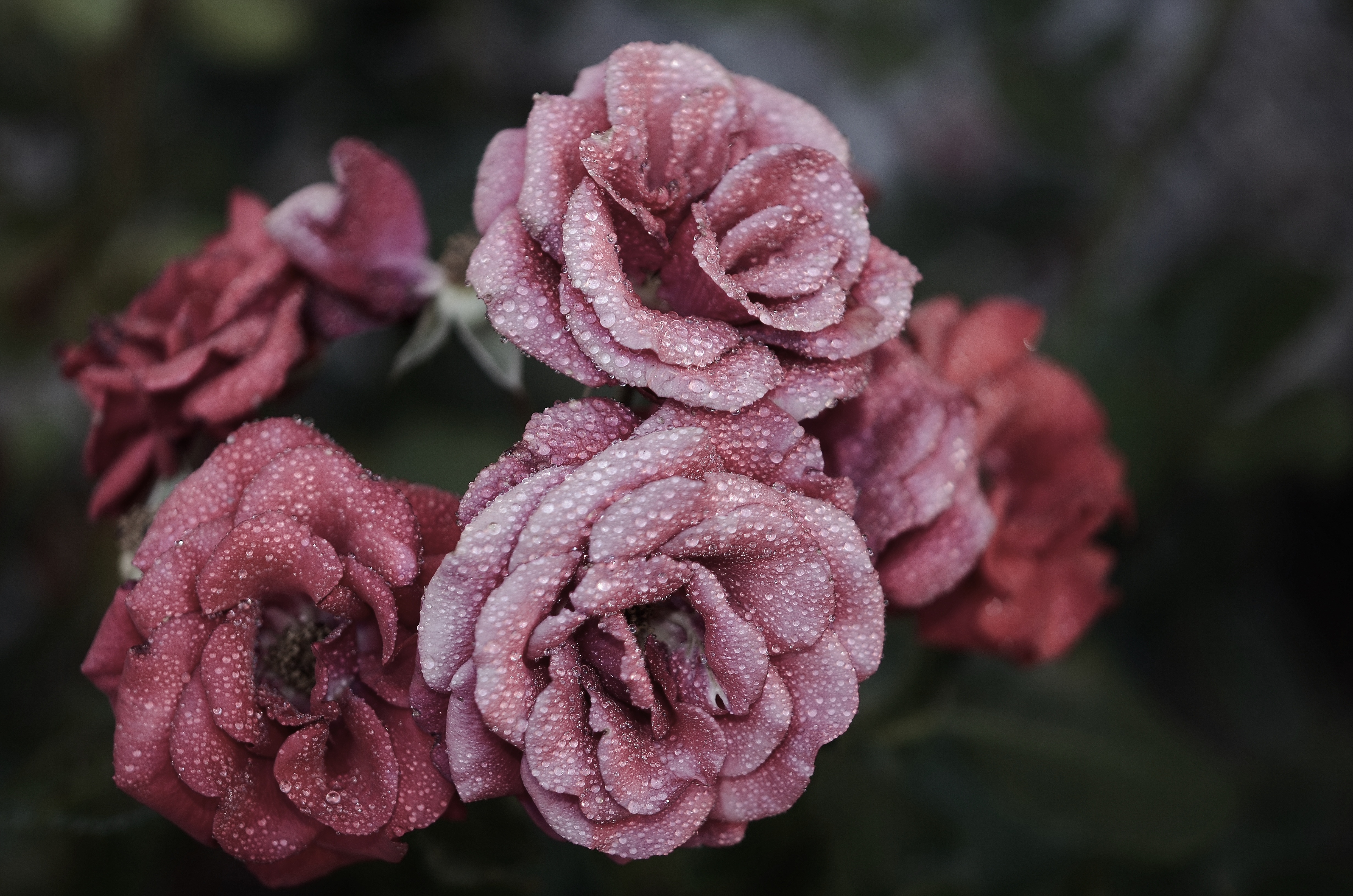 Laden Sie das Drops, Makro, Rauhreif, Roses, Blütenblätter, Frost-Bild kostenlos auf Ihren PC-Desktop herunter
