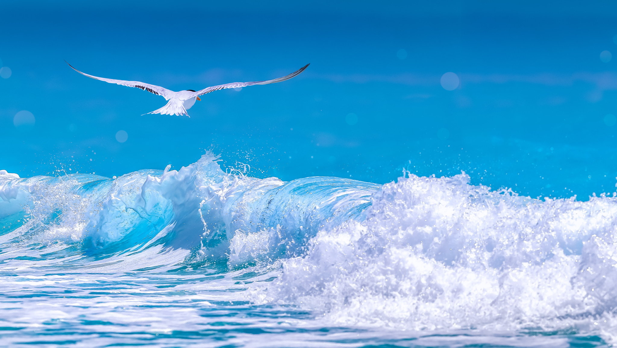 foam, animal, arctic tern, bird, blue, ocean, seagull, wave, birds