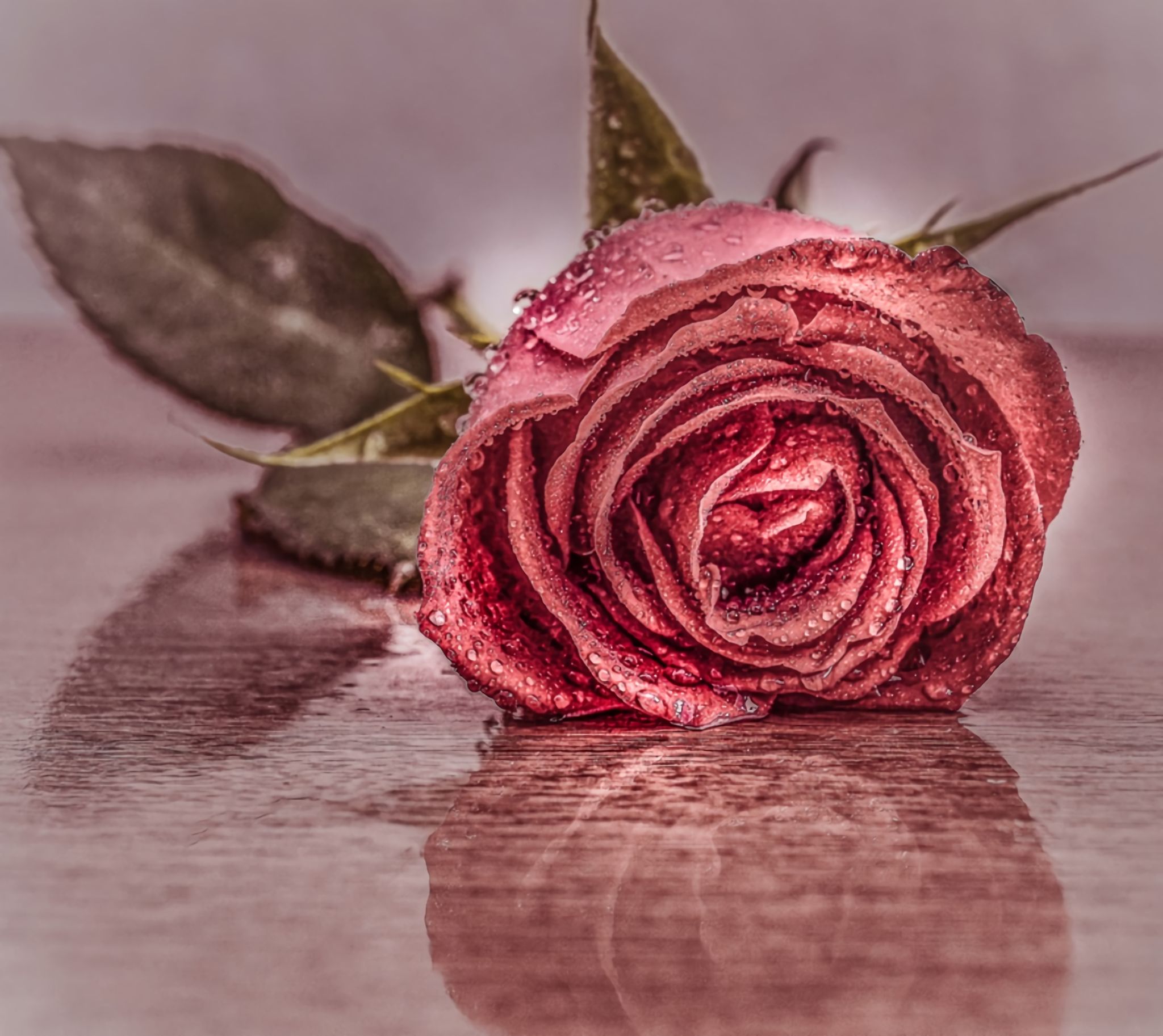 Розочка под. Красивые розы. Розы лежат на столе.
