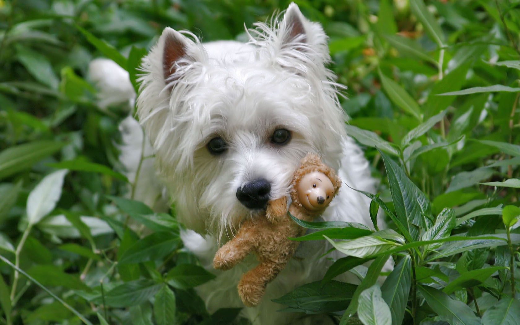 522184 Bild herunterladen hunde, tiere, west highland white terrier, hund - Hintergrundbilder und Bildschirmschoner kostenlos