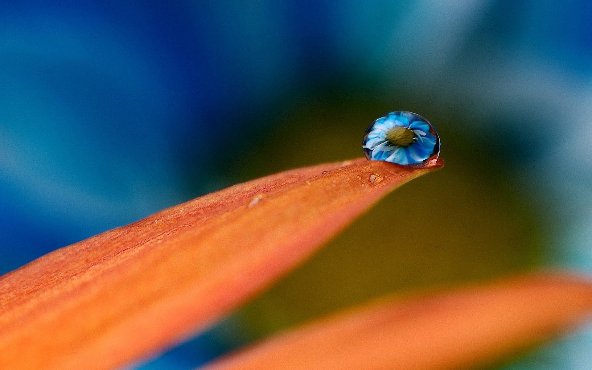 background, drops, reflection, macro, petals, reflections High Definition image